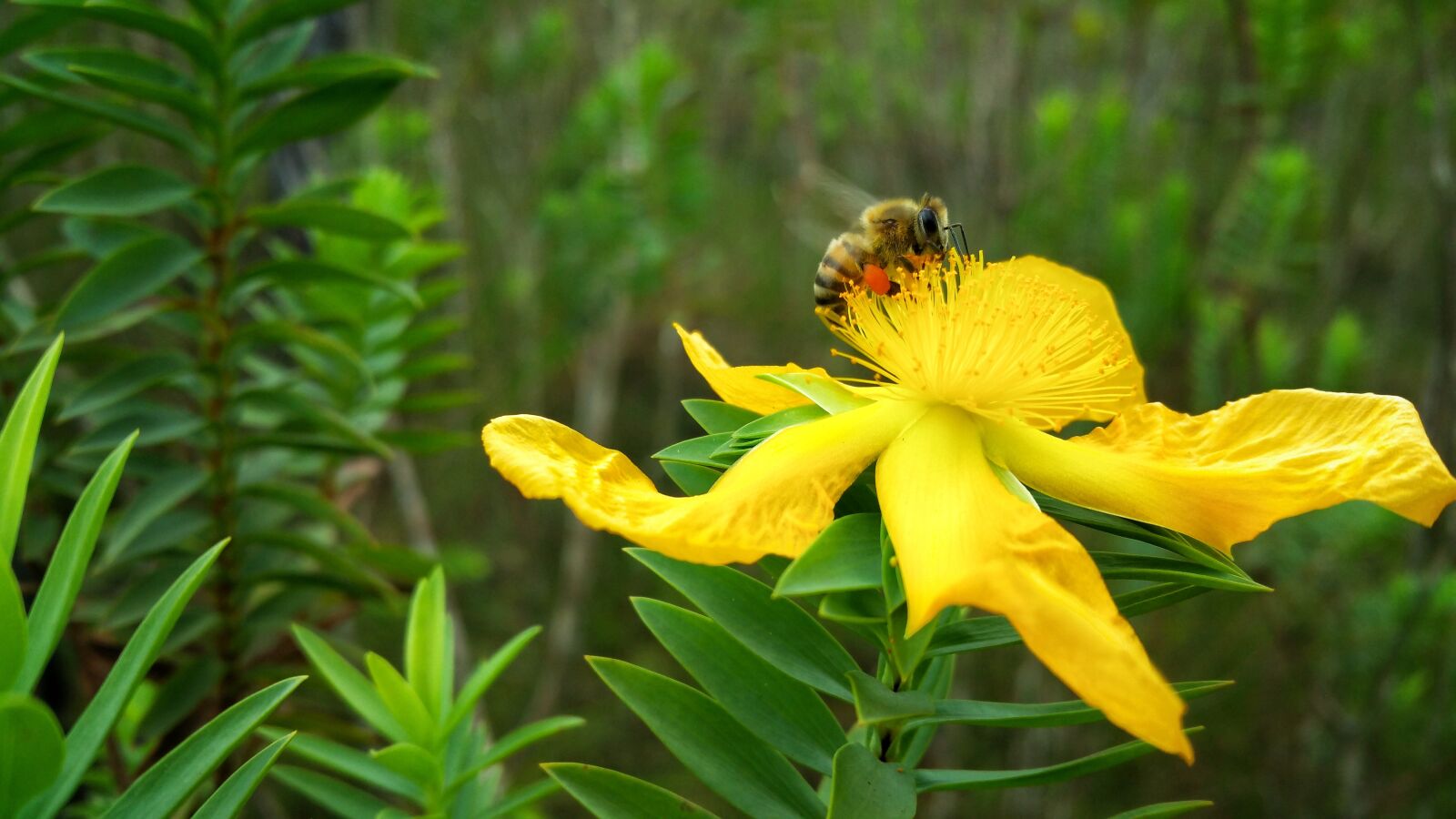 Samsung Galaxy Note4 sample photo. Flower, bee, nectar photography