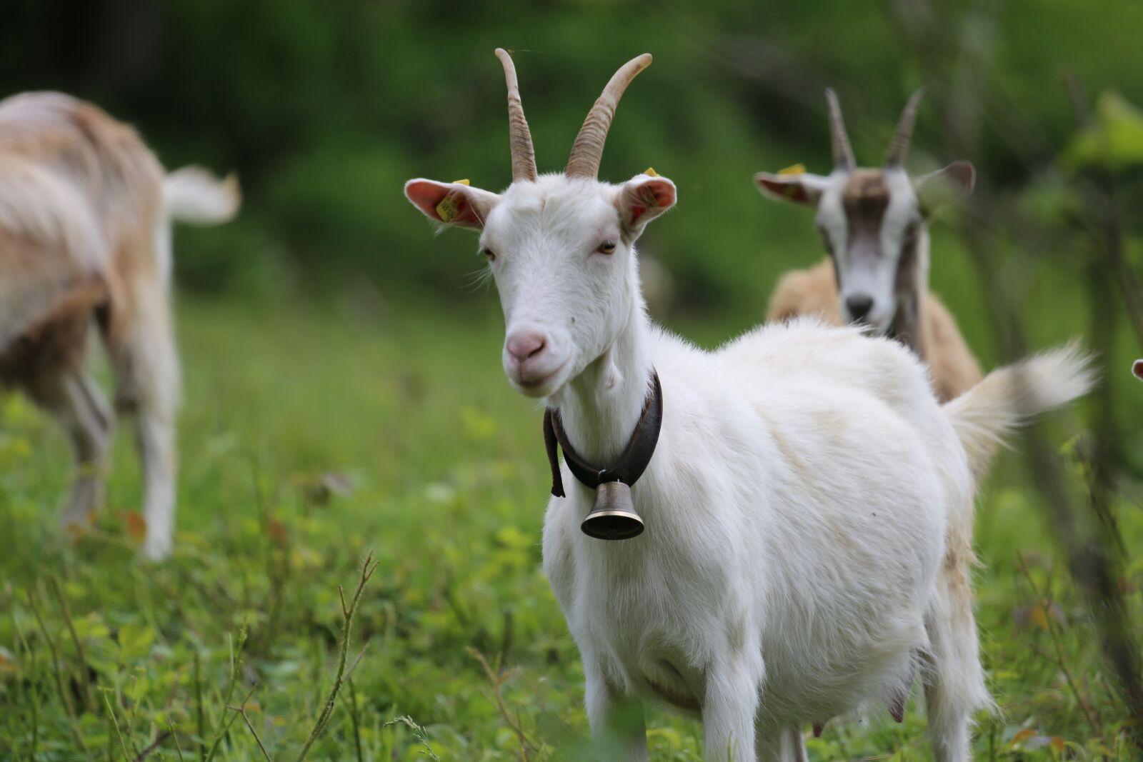 Canon EF 100-400mm F4.5-5.6L IS USM sample photo. Goat, white, geiss photography