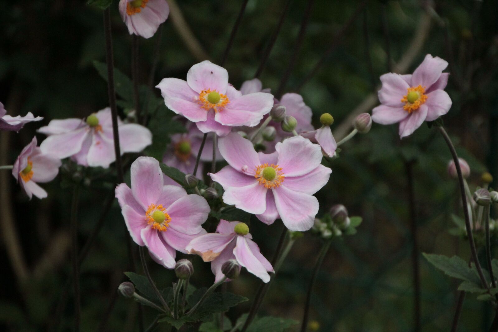 Canon EOS 600D (Rebel EOS T3i / EOS Kiss X5) sample photo. Anemone japan, pink flowers photography