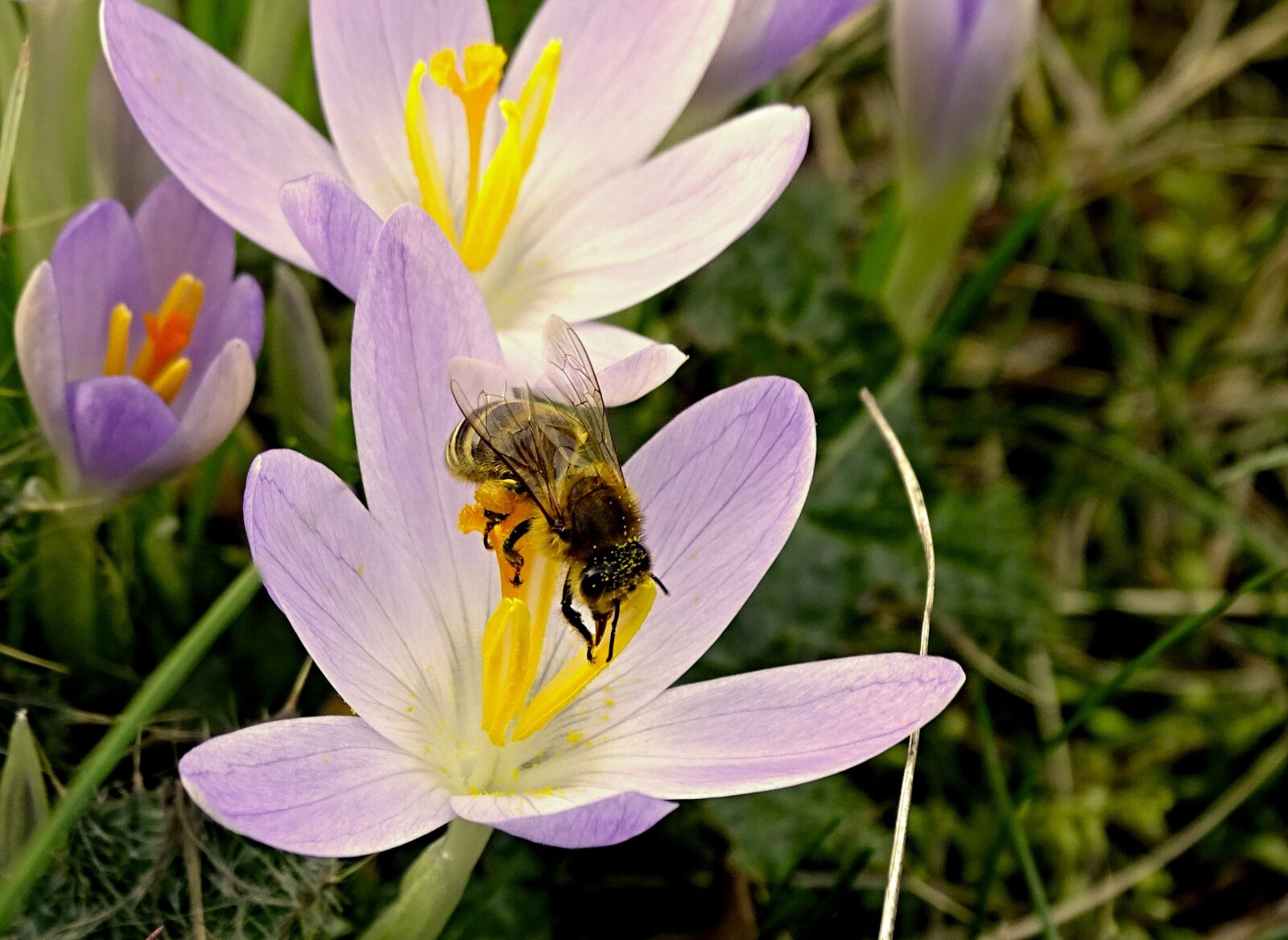 Sony Cyber-shot DSC-HX400V sample photo. Crocus, bee, spring photography