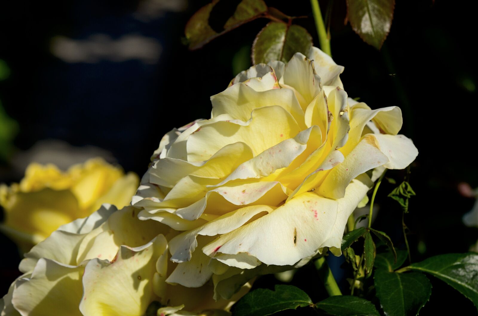 Nikon D7000 sample photo. Rose, garden, nature photography