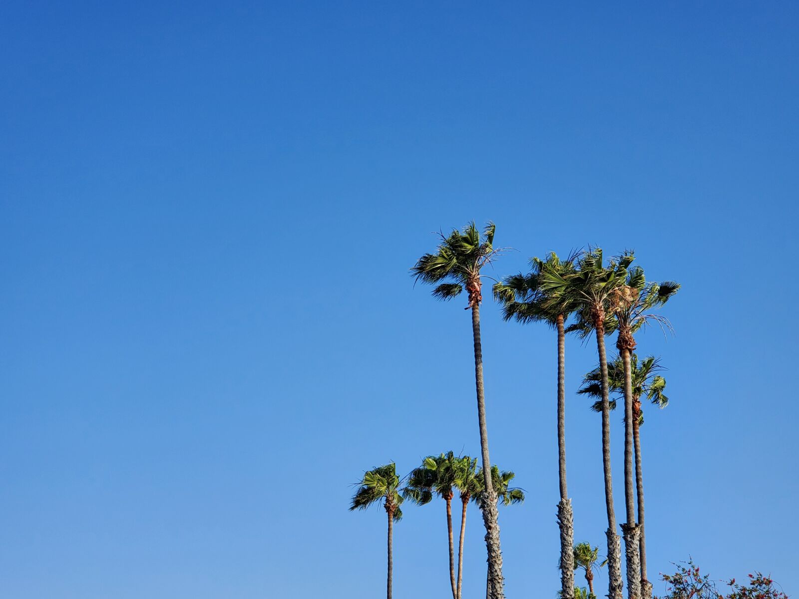 Samsung Galaxy S10+ sample photo. Palm trees, california, blue photography