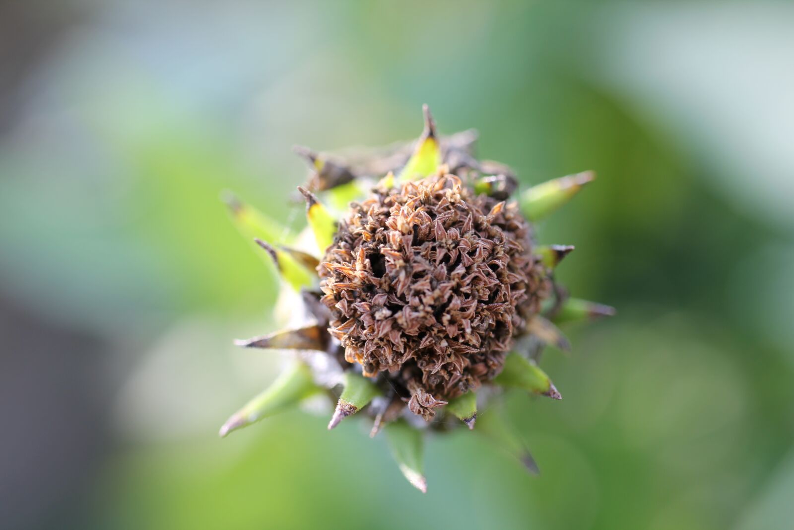 Canon EOS 550D (EOS Rebel T2i / EOS Kiss X4) sample photo. Seeds, flower, plant photography