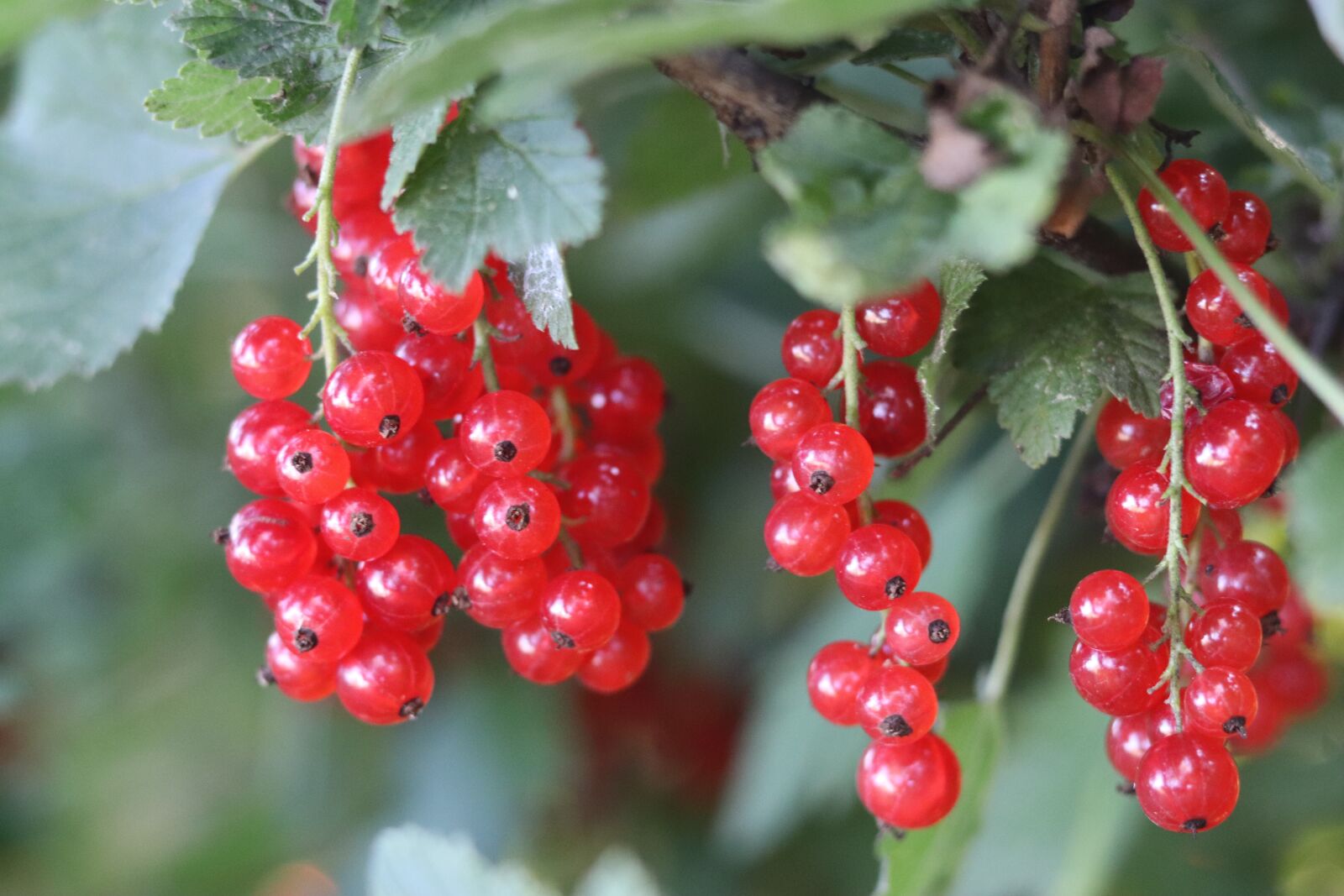 Canon EF 50mm F1.8 STM sample photo. Currant, red currant, fruits photography