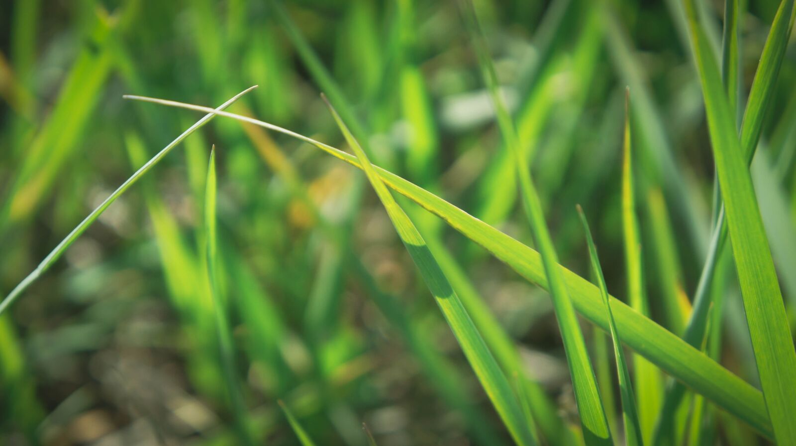 Sony Alpha NEX-5 sample photo. Grass, herb, green photography
