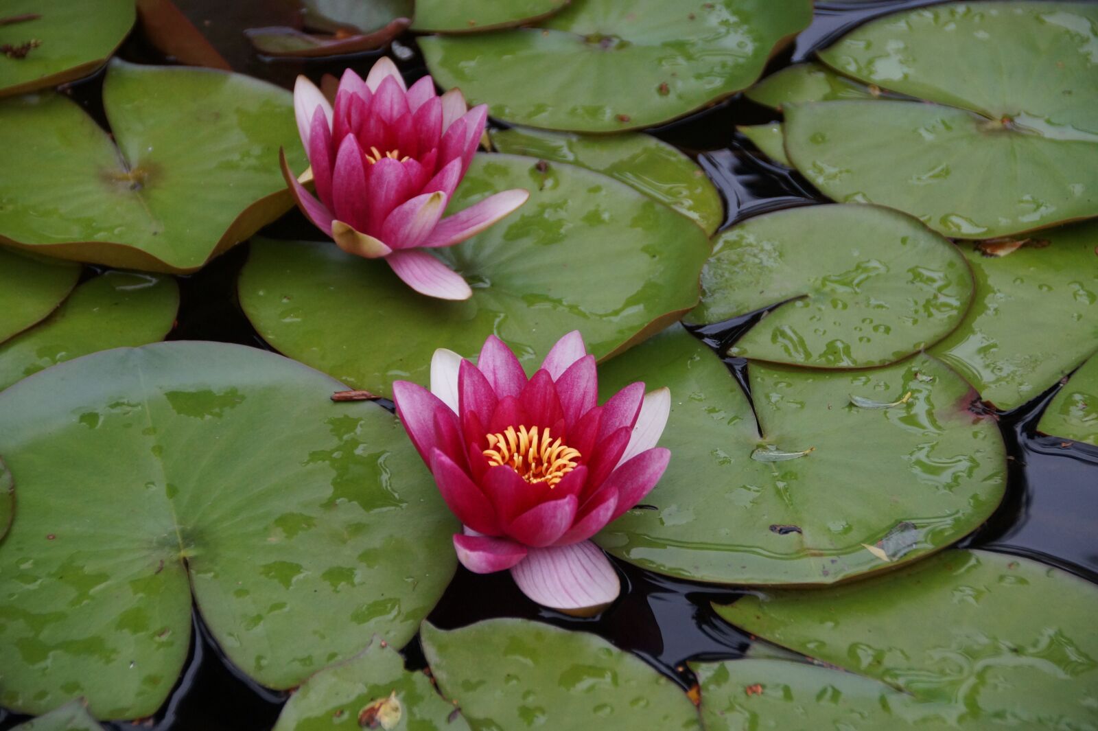 Sony SLT-A58 sample photo. Waterlily, pink, lagoon photography