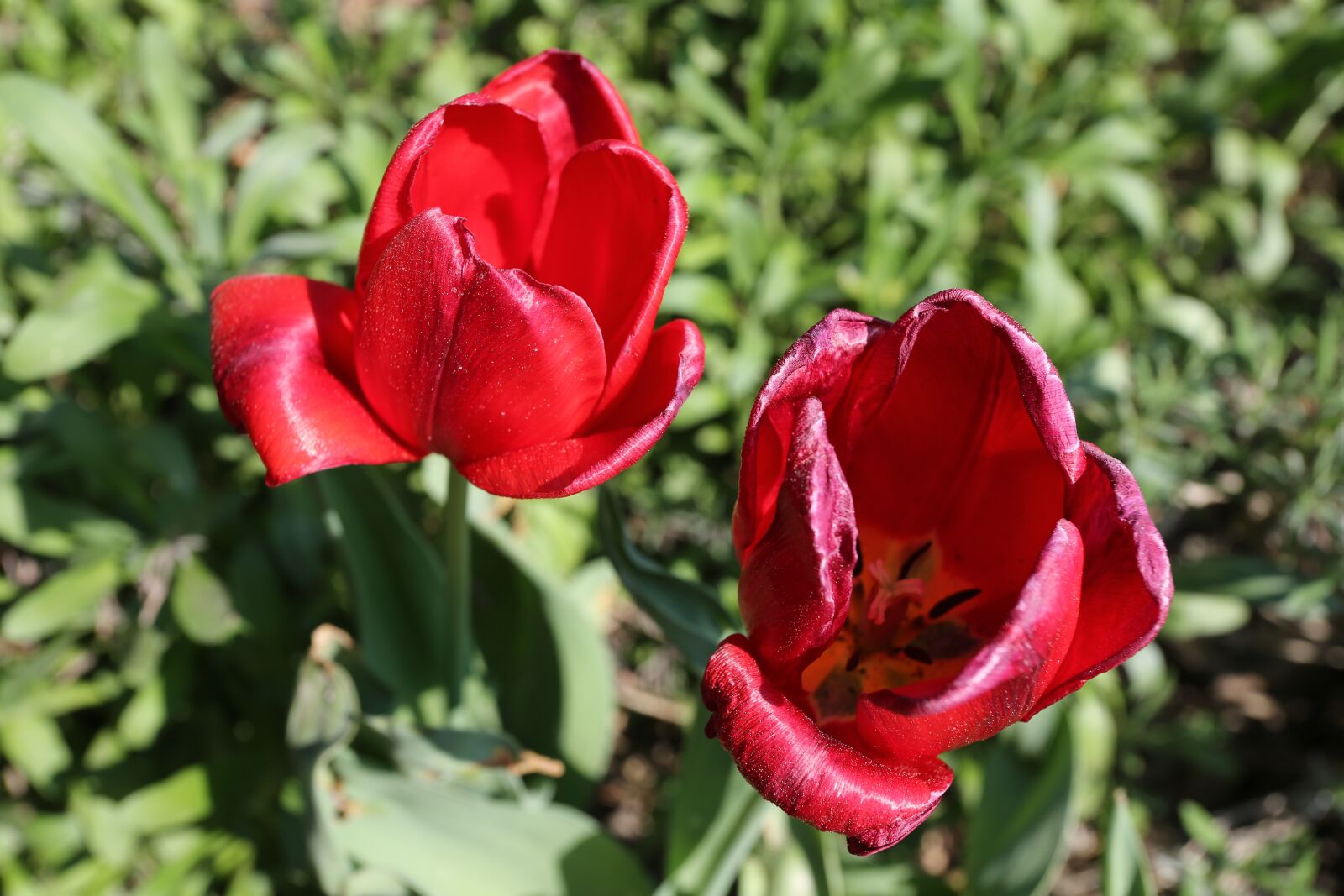 Canon EF 17-40mm F4L USM sample photo. Nature, flower, plant photography