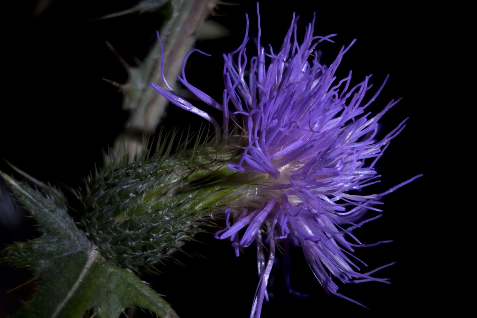 Nikon D5500 sample photo. Flower, blossom, bloom photography