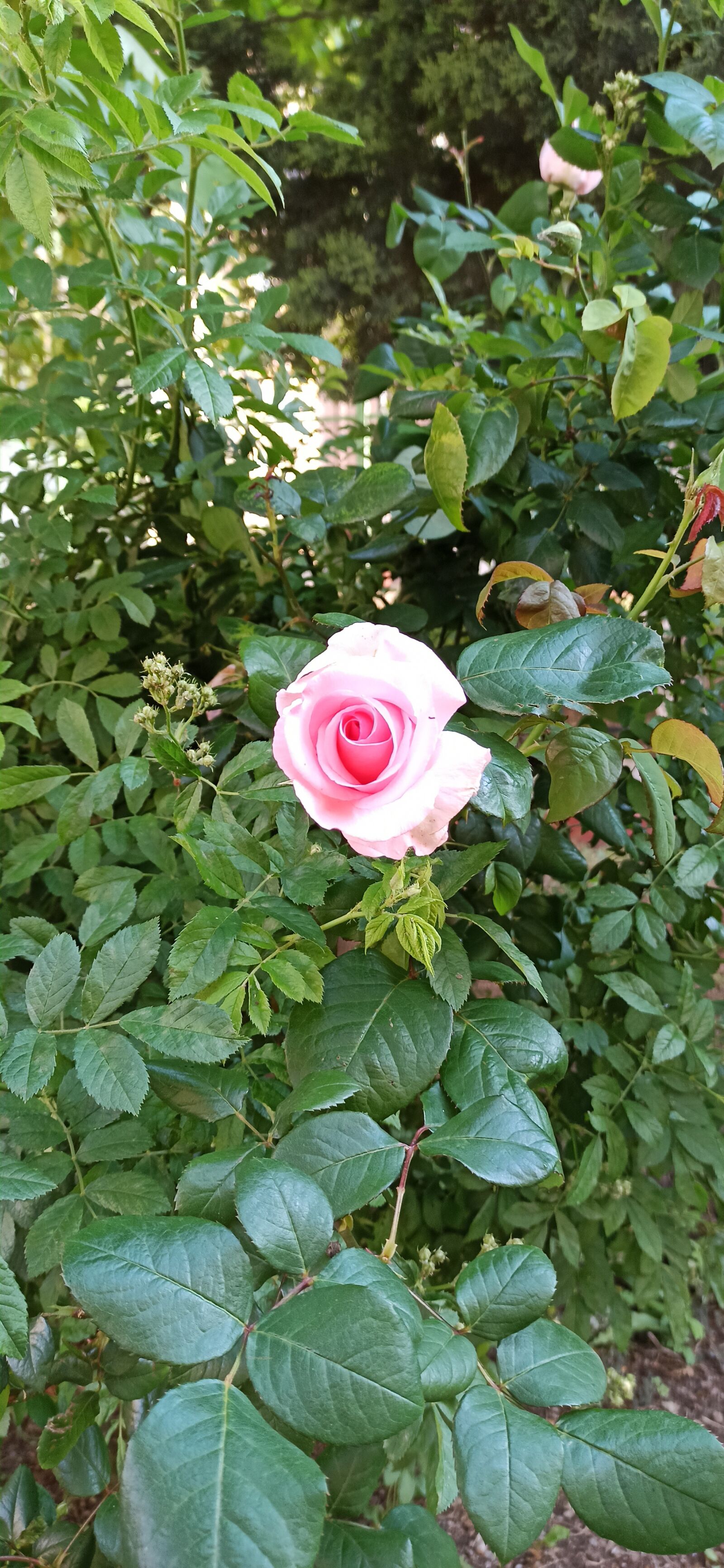 Xiaomi Redmi Note 8 Pro sample photo. Rose, garden, damask rose photography