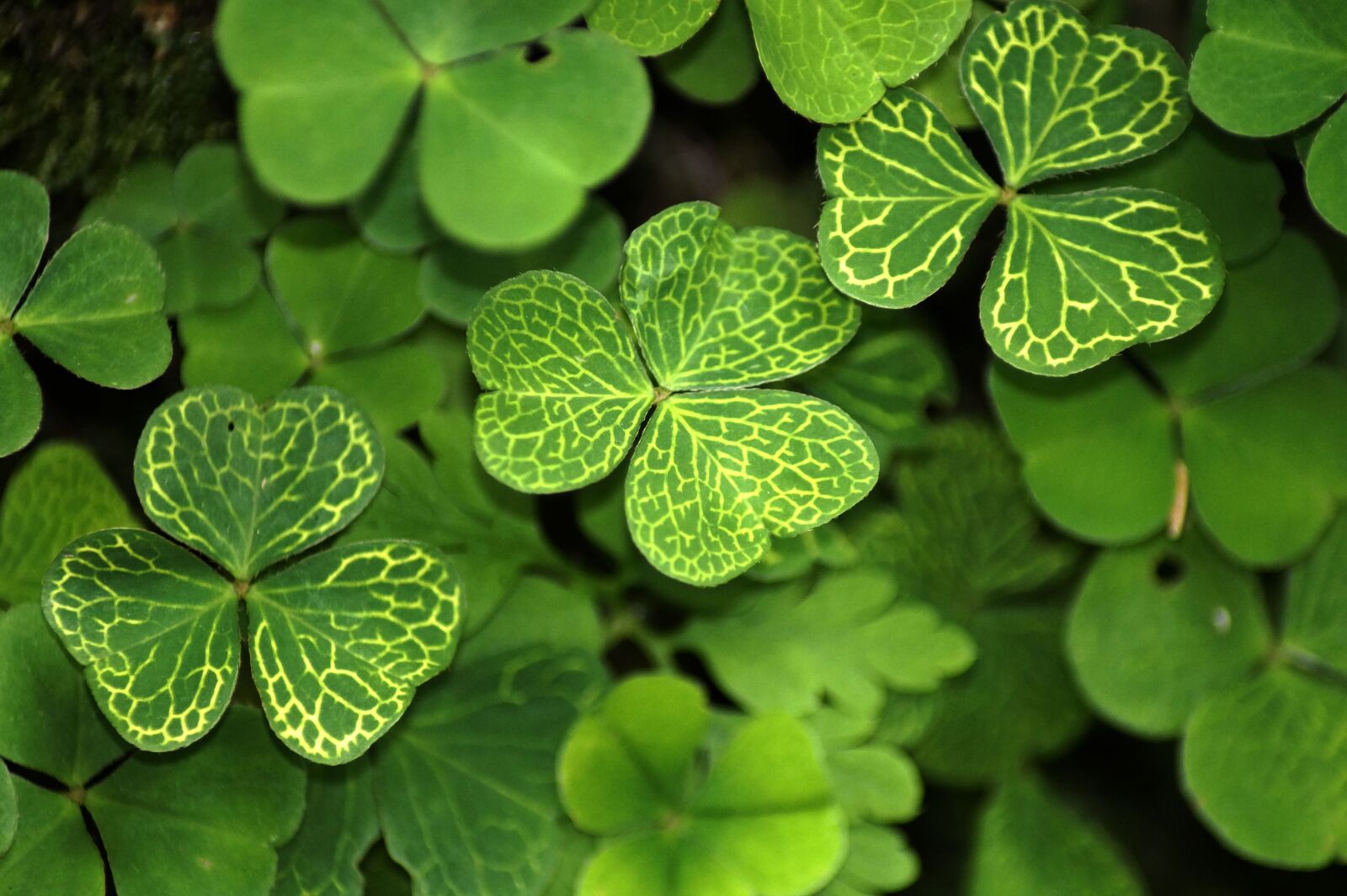 Sony SLT-A58 sample photo. Klee, shamrocks, plant photography