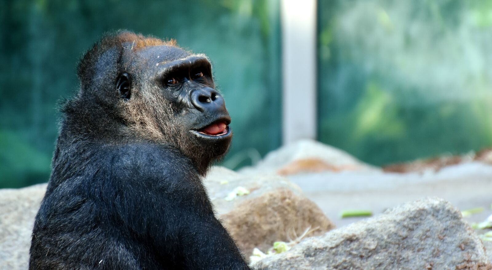 Nikon D7200 sample photo. Gorilla, monkey, animal photography