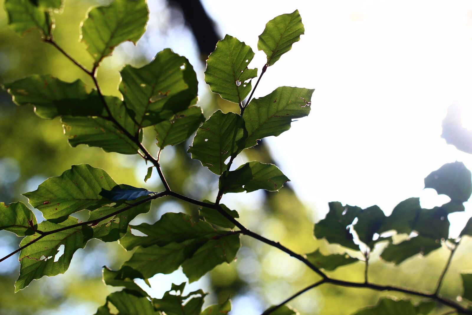 Canon EF 100mm F2.8L Macro IS USM sample photo. Leaf, backlighting, summer photography