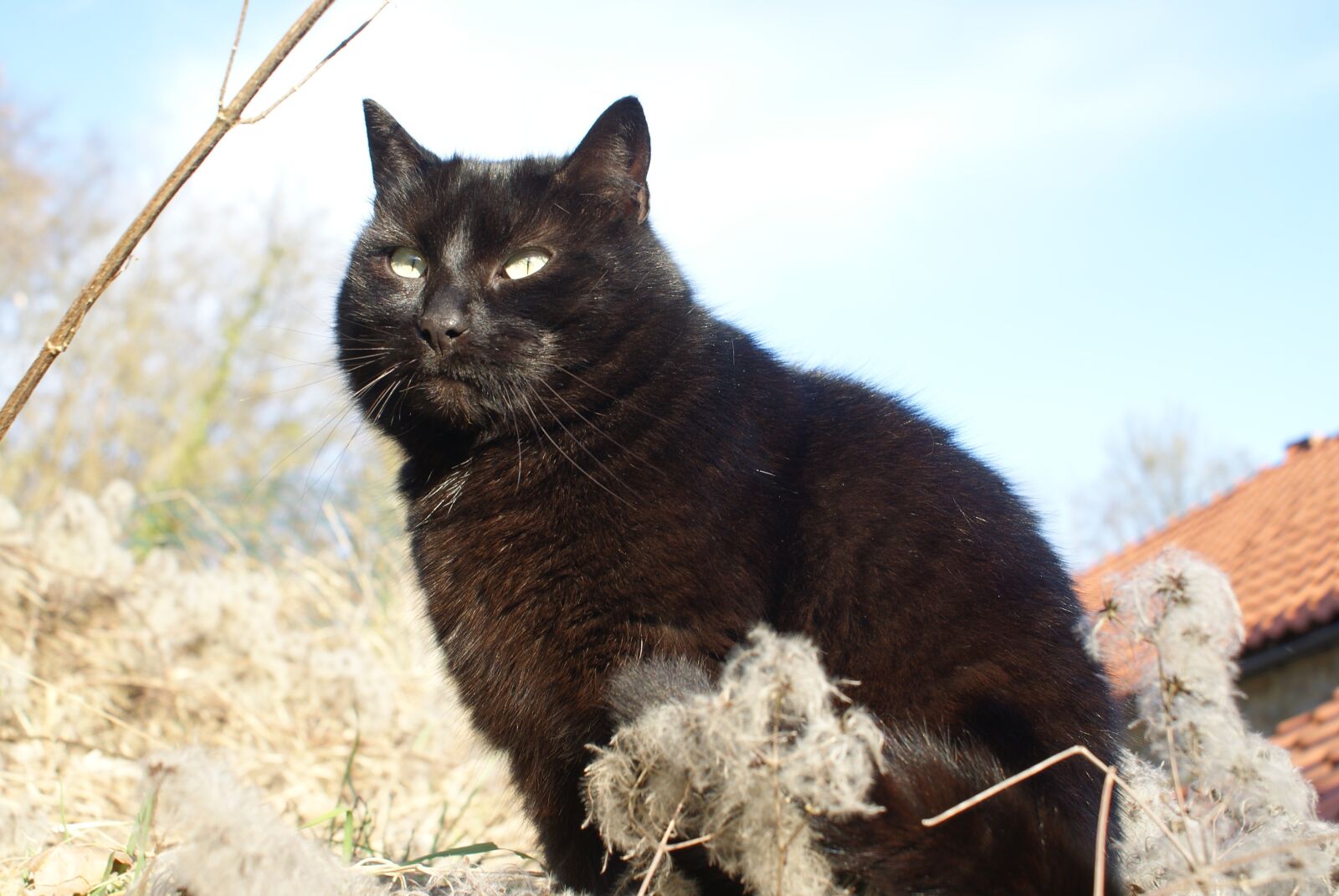 Sony Alpha DSLR-A200 sample photo. Cat, black, angry photography