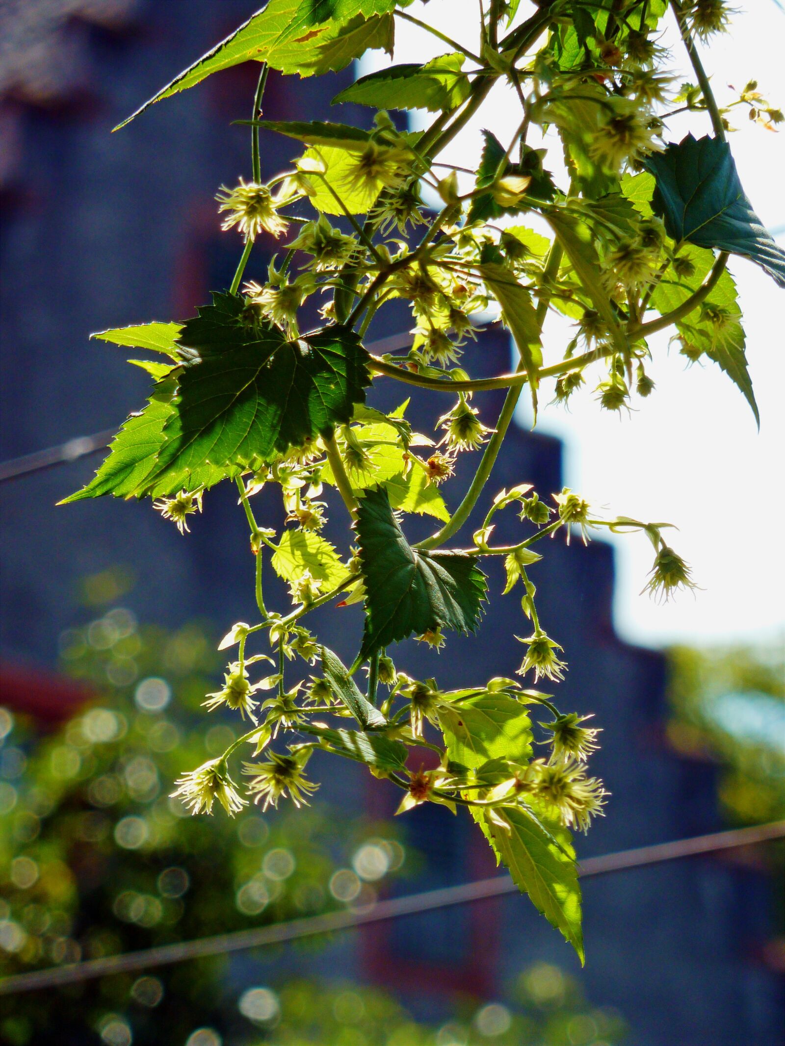 Panasonic DMC-TZ7 sample photo. Leaves, blossom, bloom photography