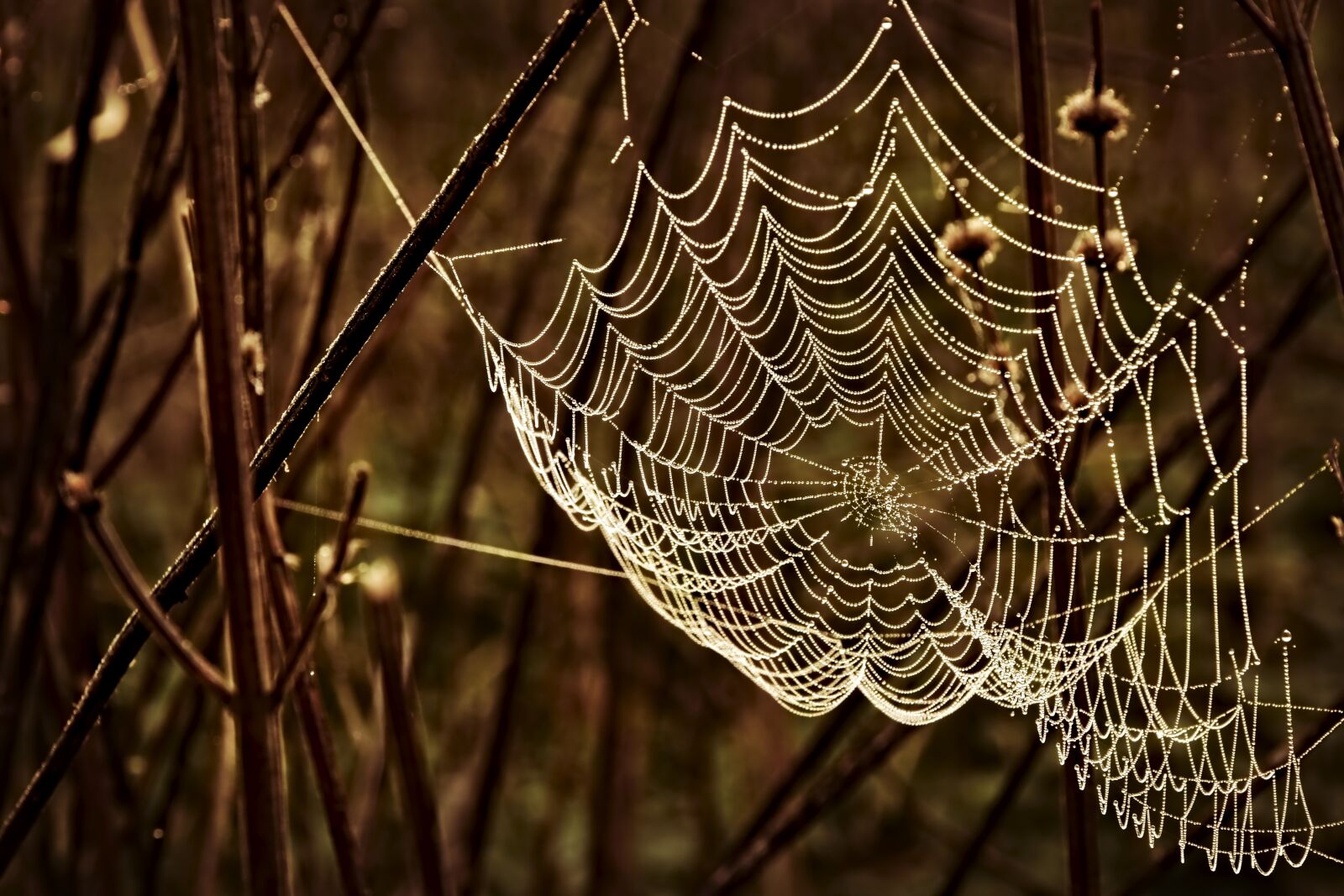 Nikon D5600 sample photo. Cobweb, beaded, drop of photography