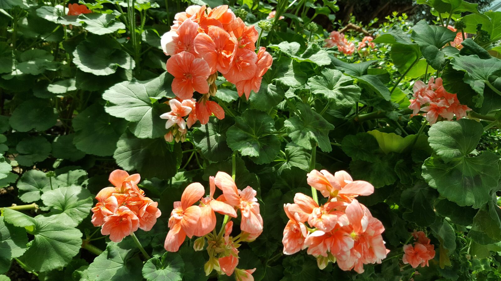 Samsung Galaxy Note5 sample photo. Flowers, garden by the photography
