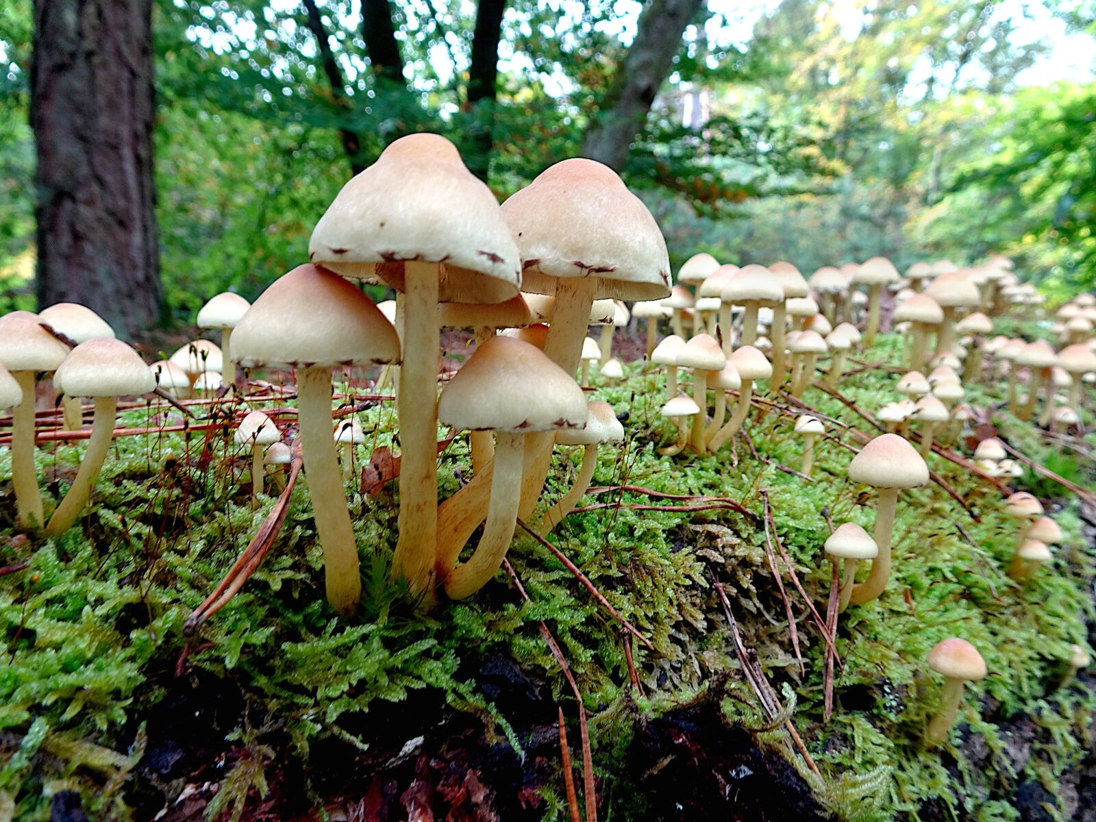 Sony Cyber-shot DSC-HX90V sample photo. Mushrooms, plants, fall photography