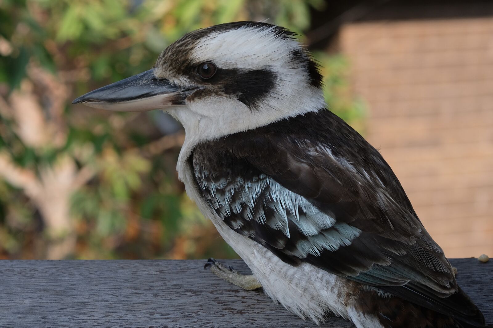 Fujifilm X-T20 sample photo. Kookaburra, bird, australia photography