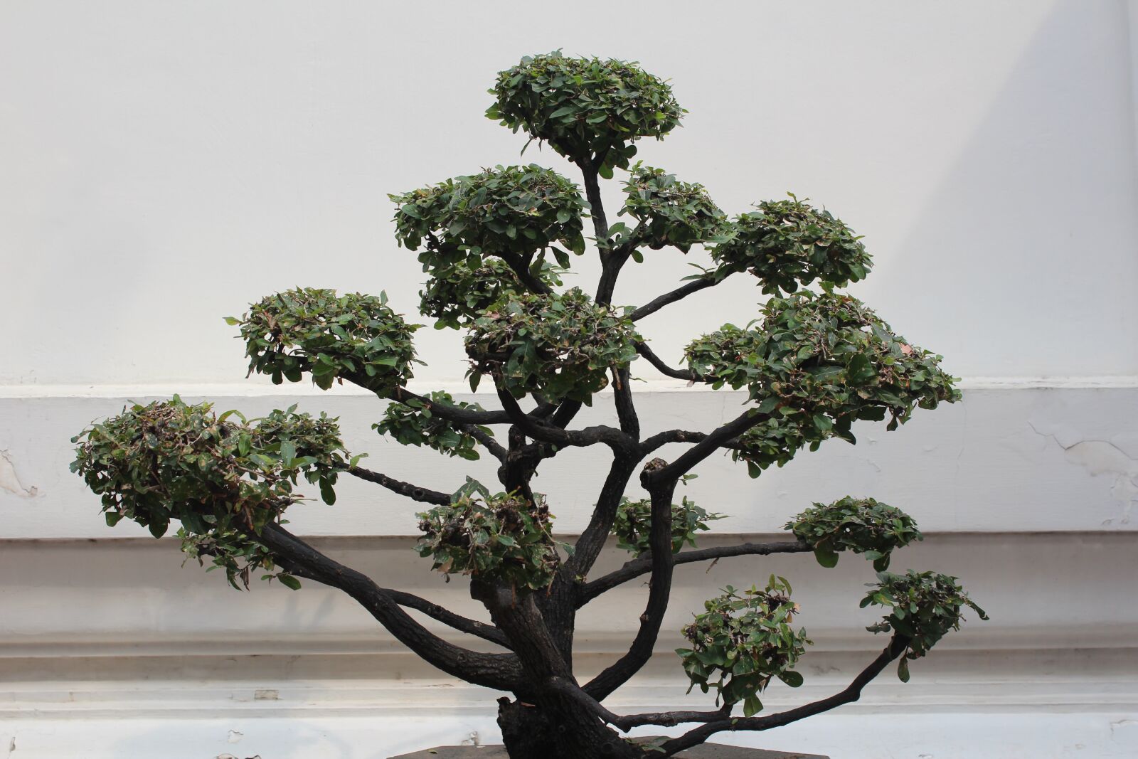 Canon EOS 600D (Rebel EOS T3i / EOS Kiss X5) sample photo. Bonsai, tree, decoration photography