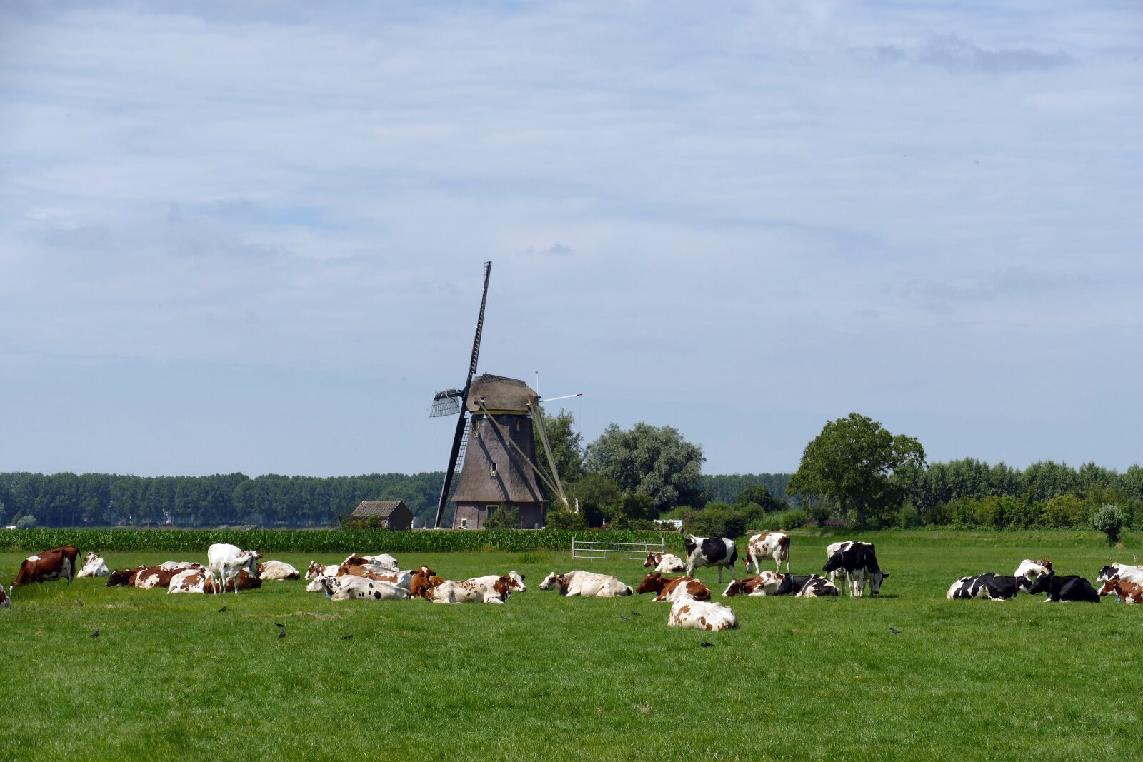 Panasonic Lumix DMC-FZ1000 sample photo. Cow, mammal, cattle photography