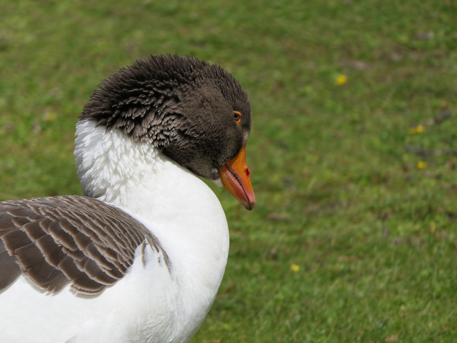 Panasonic Lumix DMC-FZ2500 (Lumix DMC-FZ2000) sample photo. Goose, head, bird photography