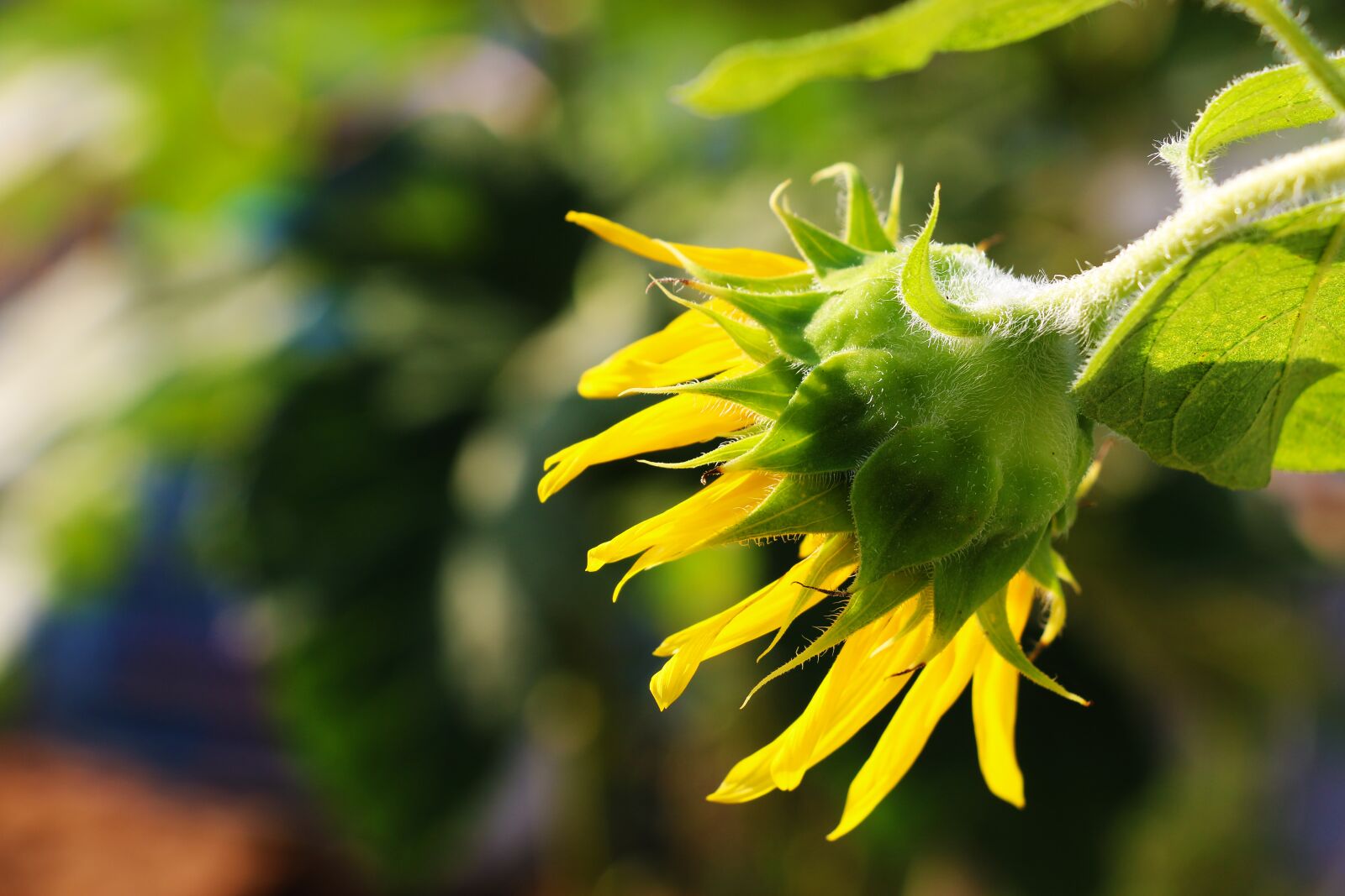 Canon EOS 70D sample photo. Yellow, nature, summer photography