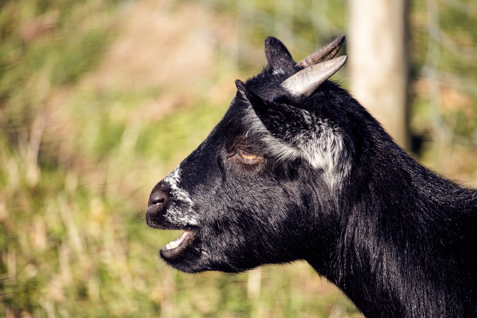 Canon EF-S 55-250mm F4-5.6 IS STM sample photo. Goat, mammal, animal photography