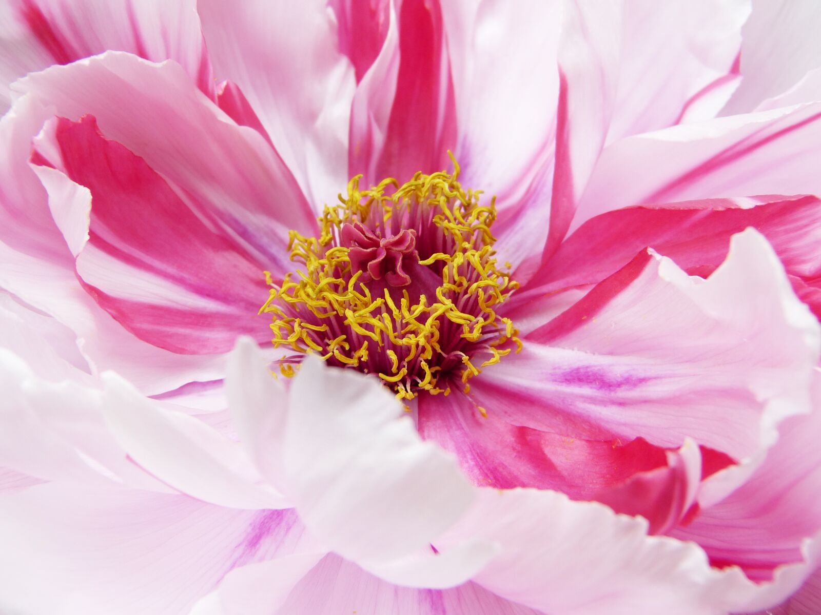 Panasonic Lumix DMC-FZ150 sample photo. Peony, paeonie, blossom photography