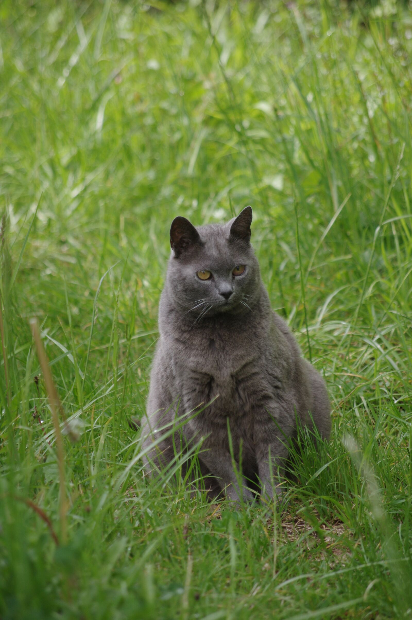 Pentax K-r sample photo. Cat, carthusian, pets photography