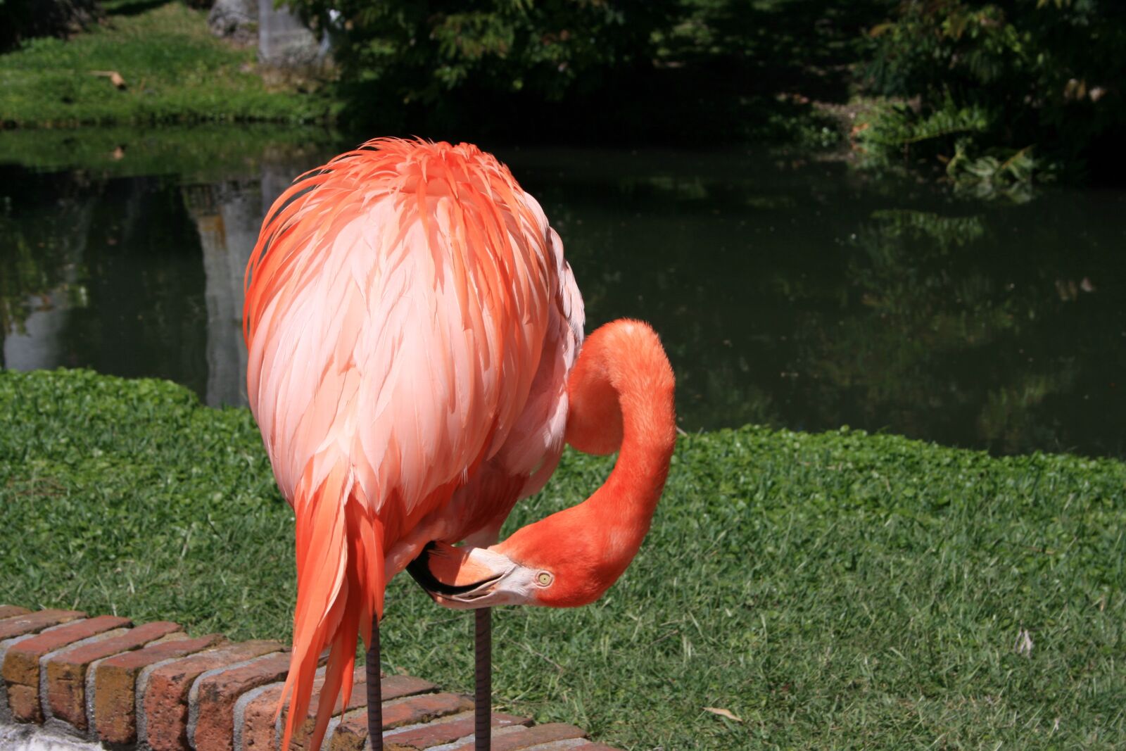 Canon EOS 400D (EOS Digital Rebel XTi / EOS Kiss Digital X) sample photo. Flamingo, pink birds, exotic photography