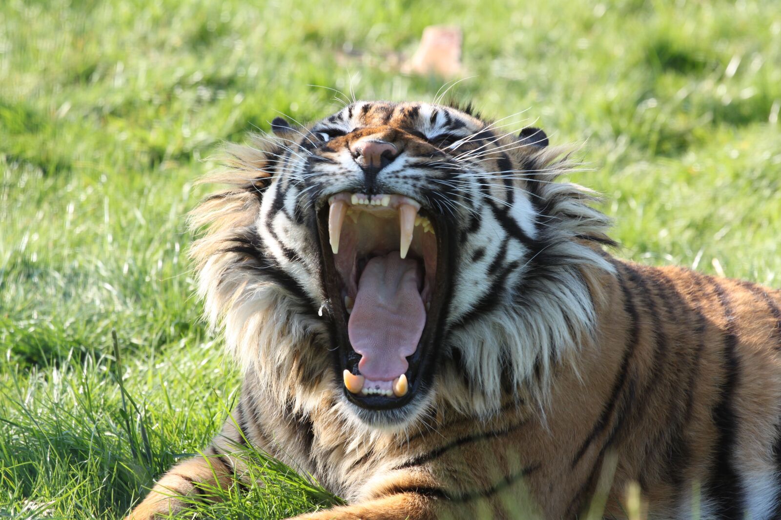 Canon EOS 500D (EOS Rebel T1i / EOS Kiss X3) sample photo. Tiger, teeth, sharp photography