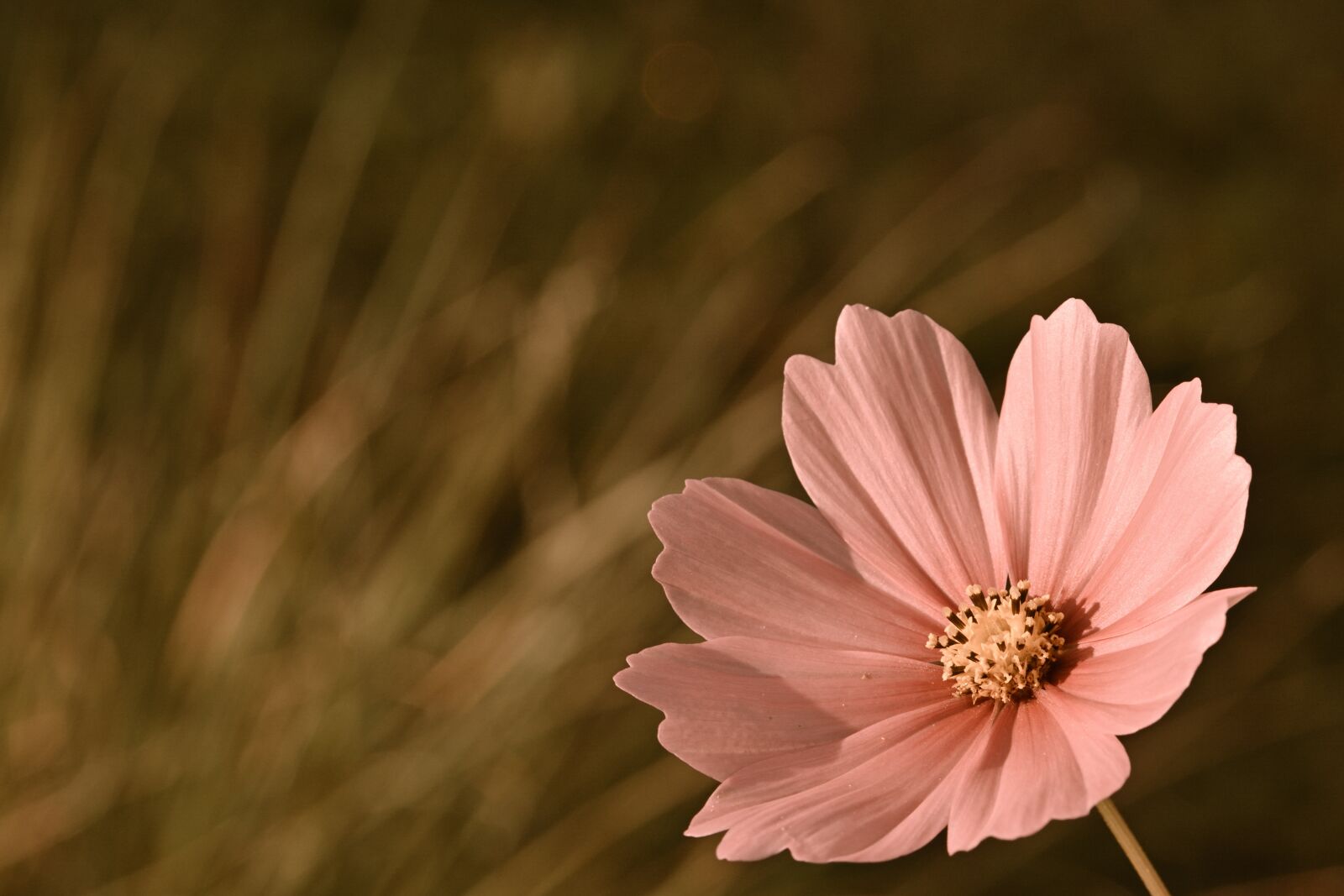 Nikon D5200 sample photo. Nature, garden, cosmea photography