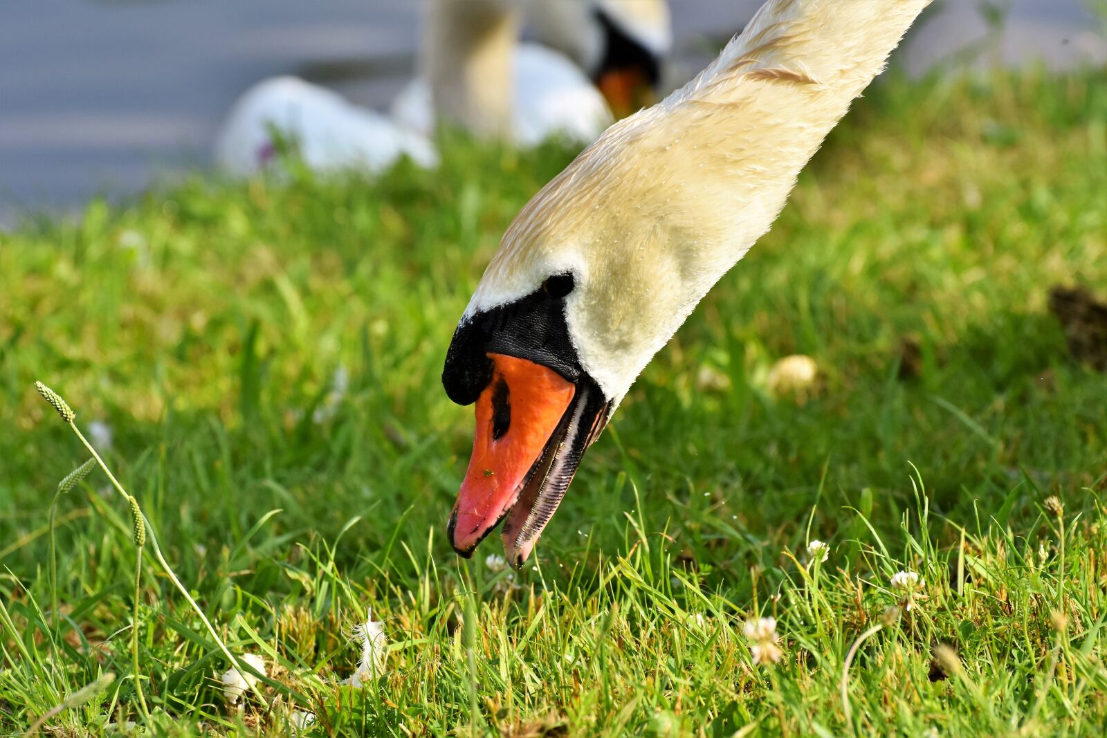Nikon D7200 sample photo. Swan, water bird, schwimmvogel photography