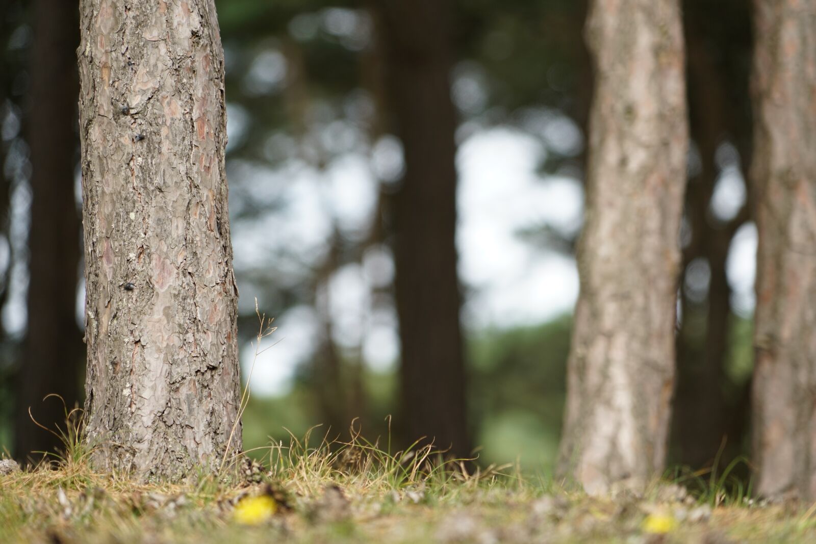 Sony a7R II + Sony FE 24-240mm F3.5-6.3 OSS sample photo. Woods, forest, nature photography