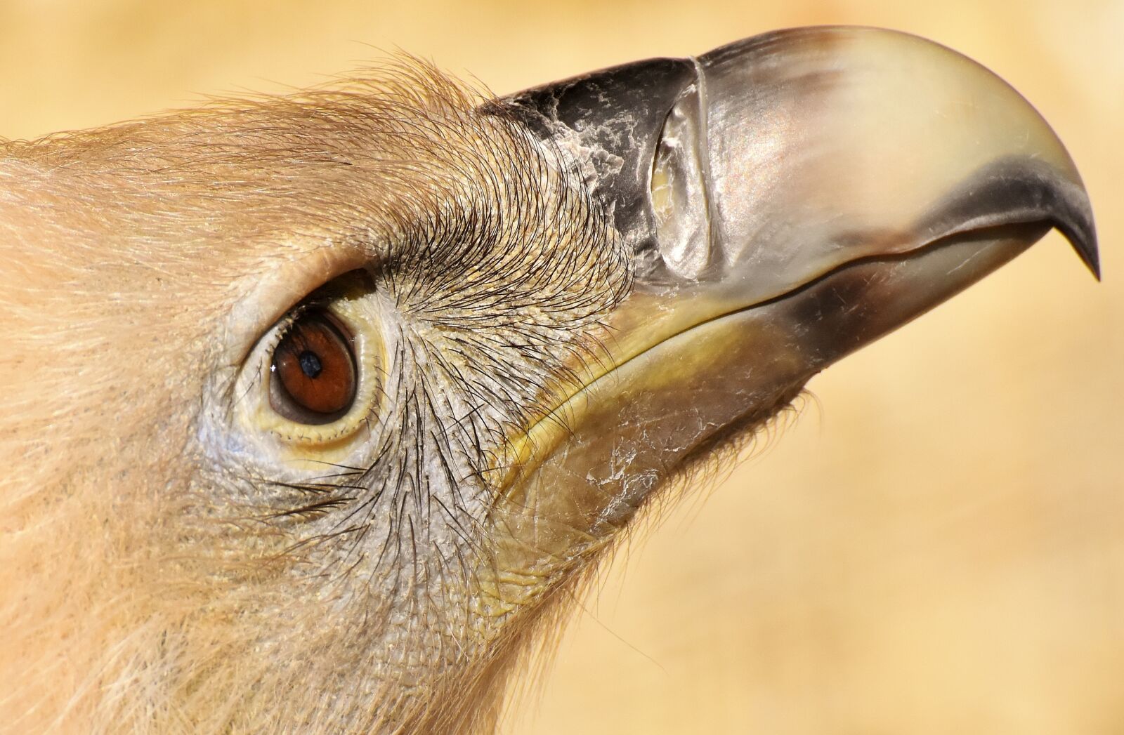 Nikon D7200 sample photo. Vulture, bird, bird of photography