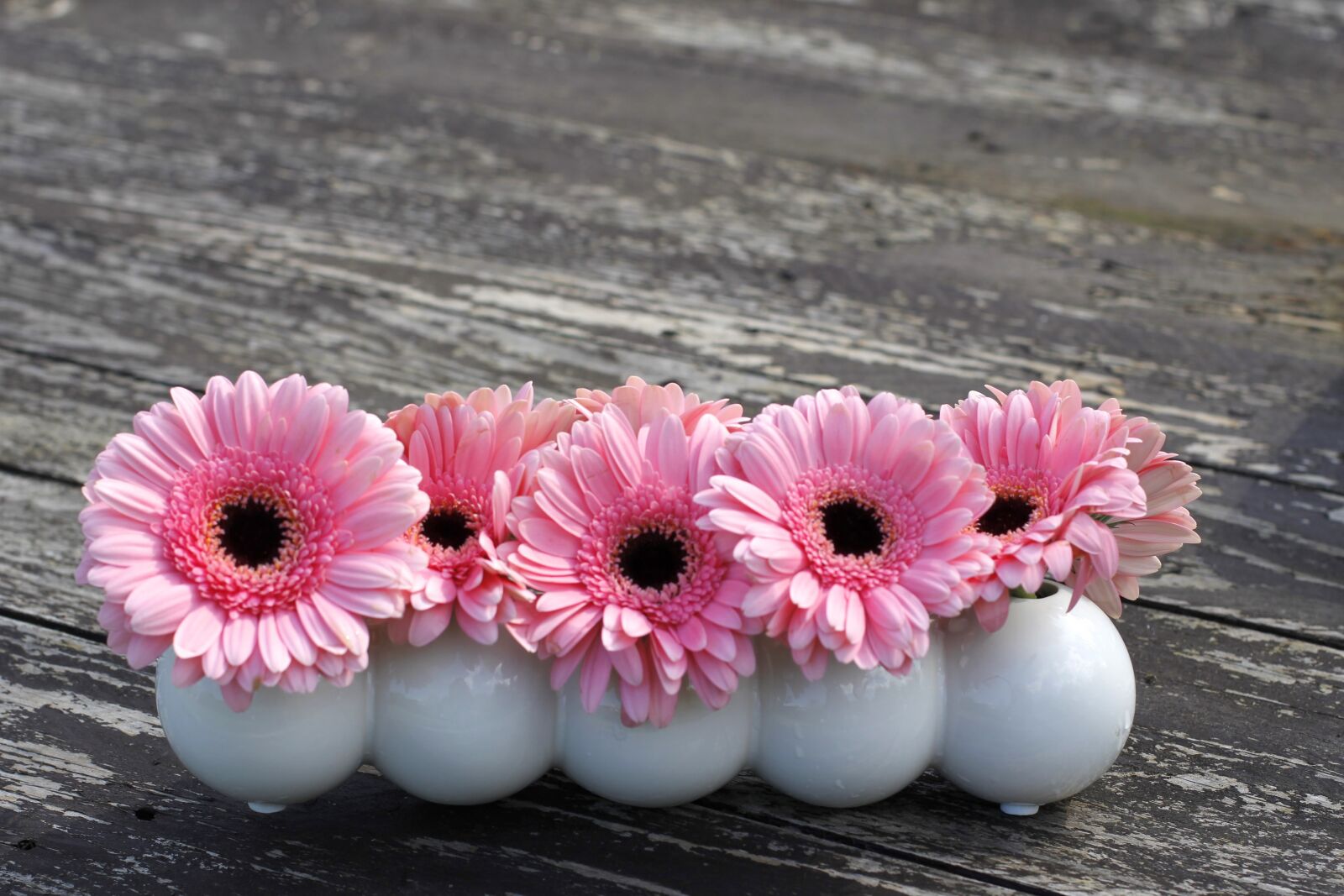 Canon EOS 60D + Canon EF 50mm F1.4 USM sample photo. Flowers, gerbera, background photography