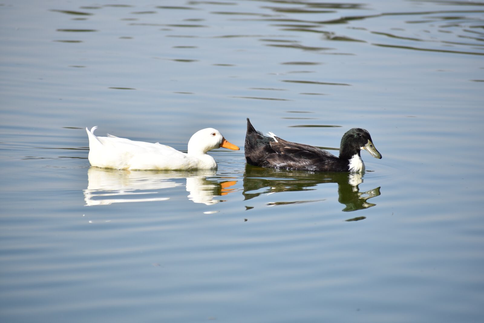 Nikon D3400 sample photo. Body of water, duck photography