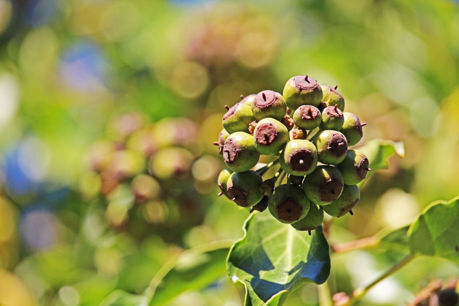 Canon EF-S 55-250mm F4-5.6 IS STM sample photo. Ivy, garden, nature photography