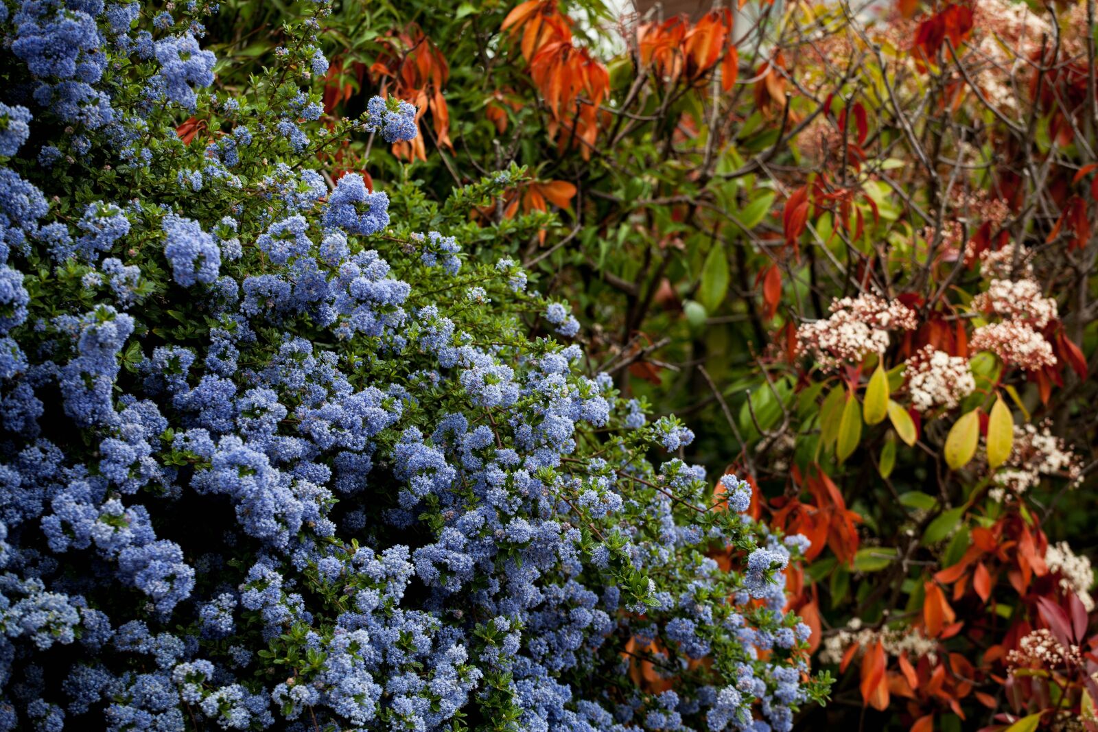 Canon EOS 5D Mark II sample photo. Blue bush, colourful, spring photography