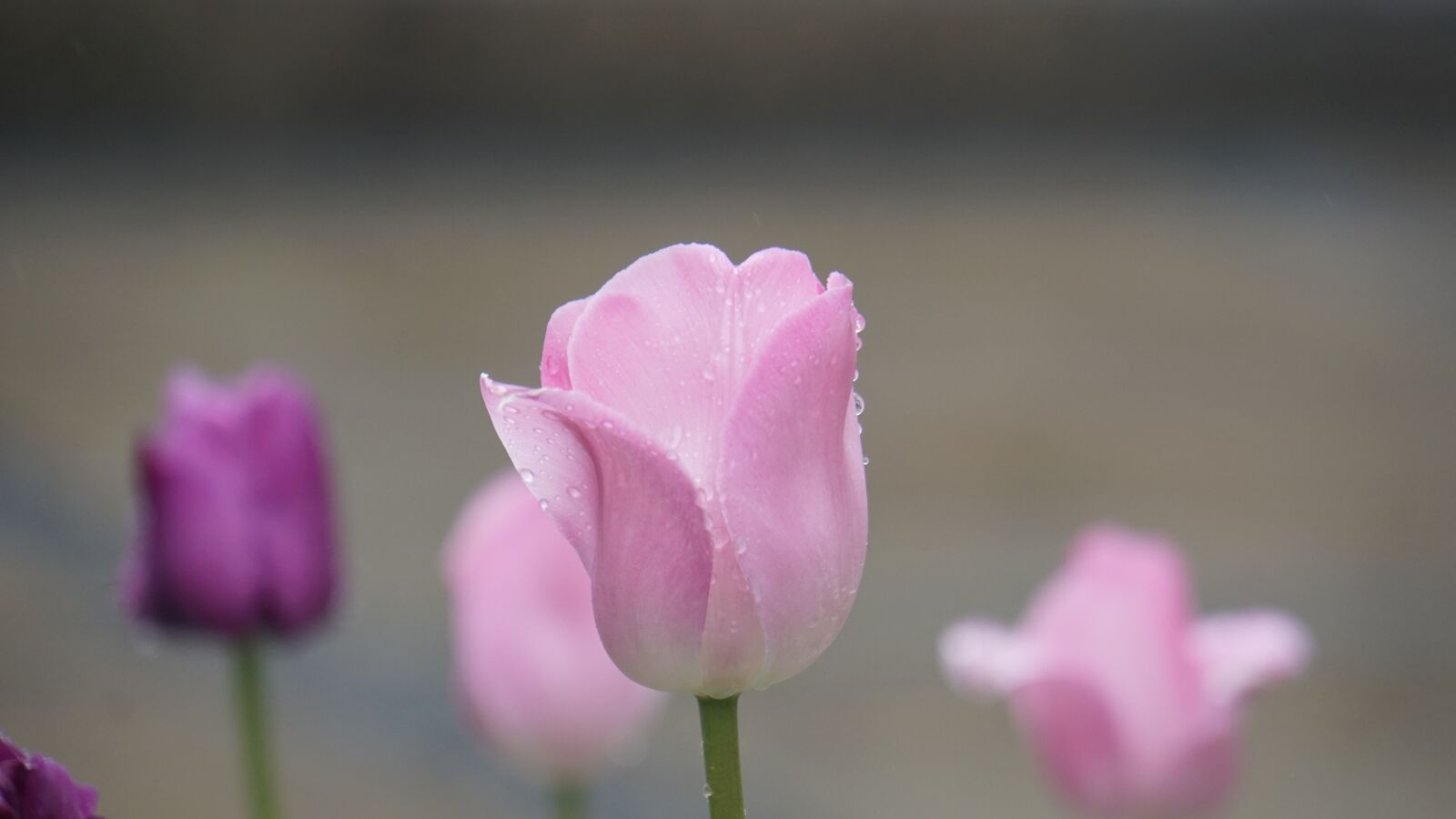 Sony E 18-200mm F3.5-6.3 OSS LE sample photo. Tulip, pink, flower photography