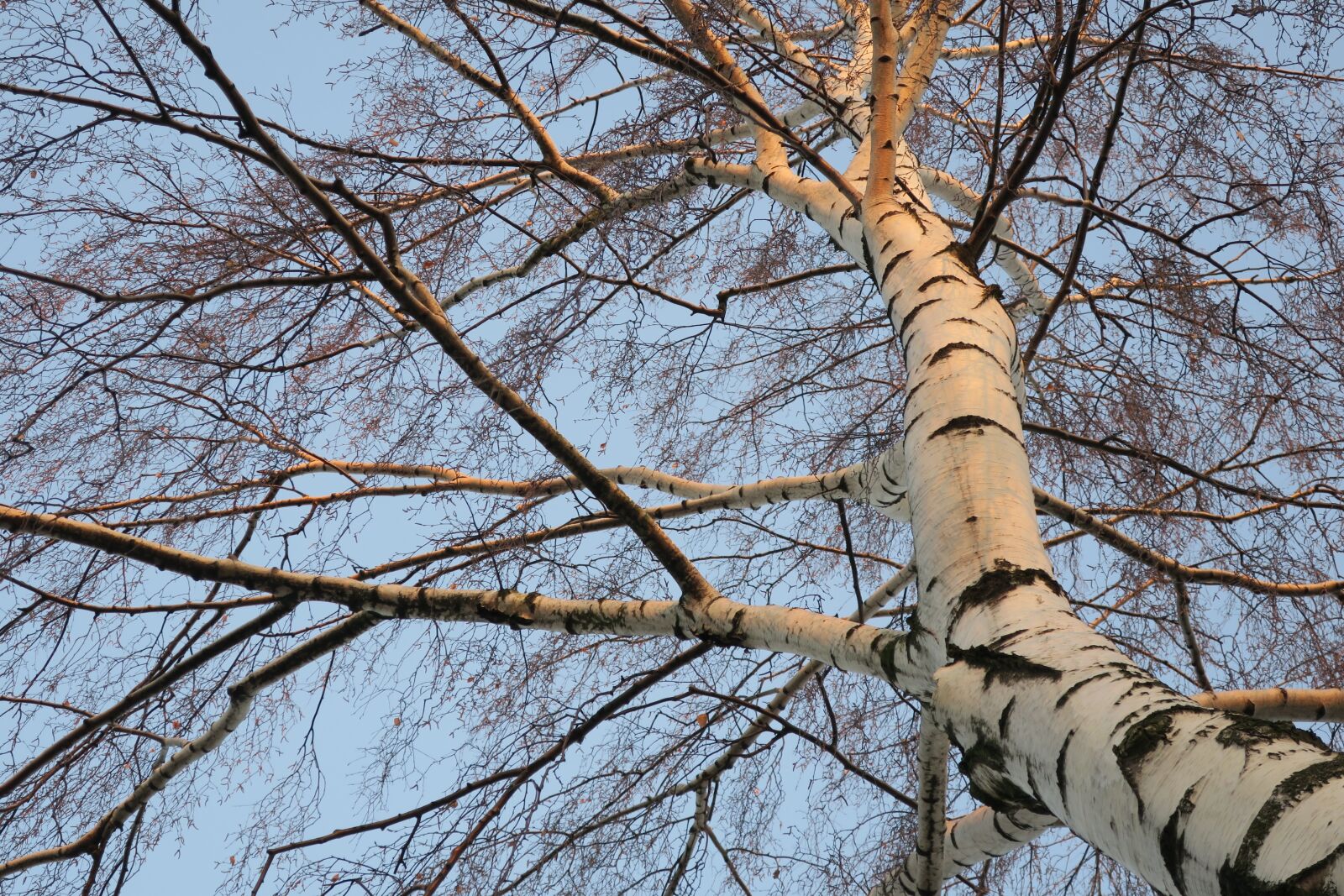 Canon PowerShot G9 X sample photo. Tree, birch, branches photography