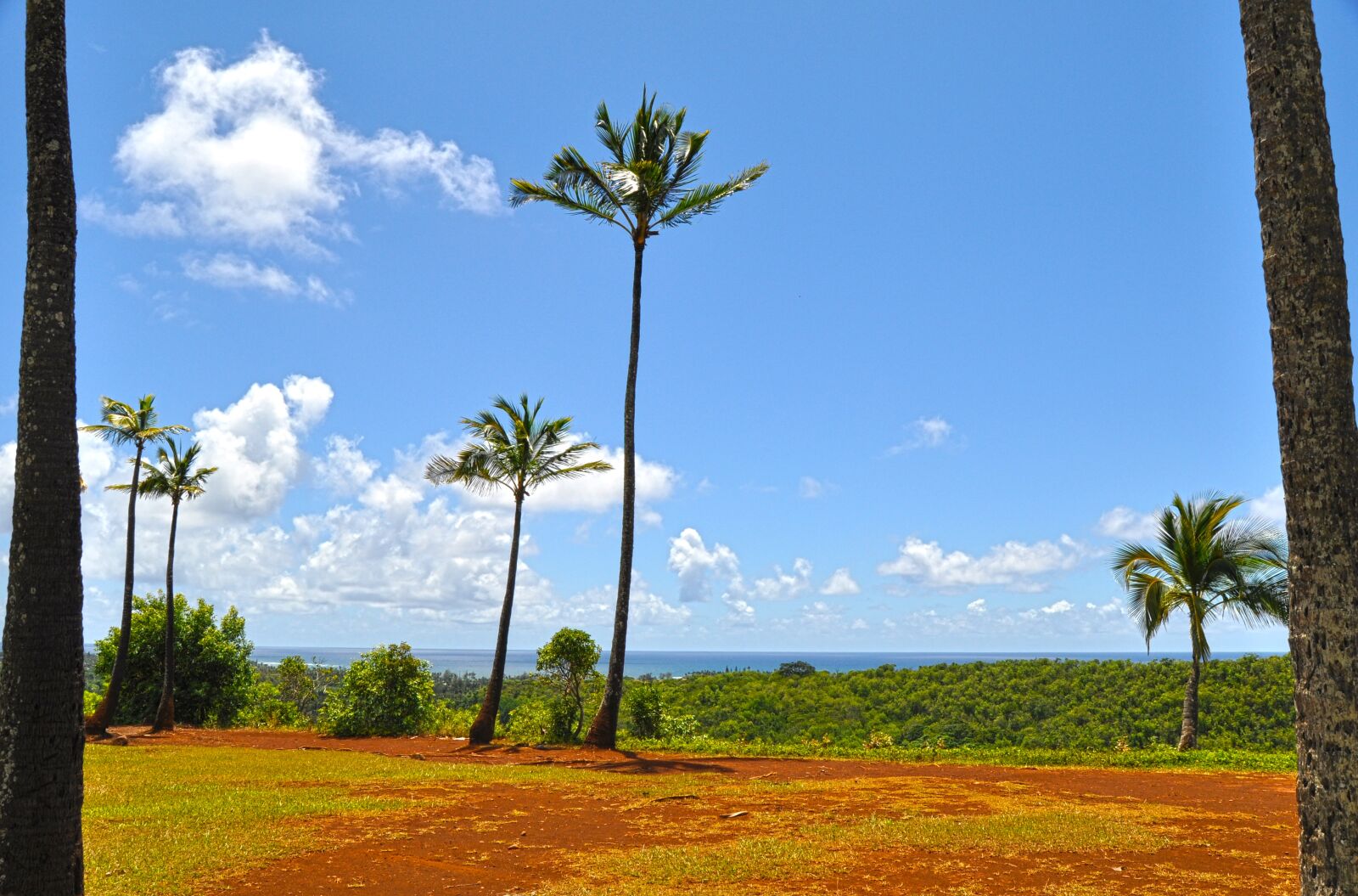 Nikon D90 sample photo. Hawaii, palm trees, tropical photography