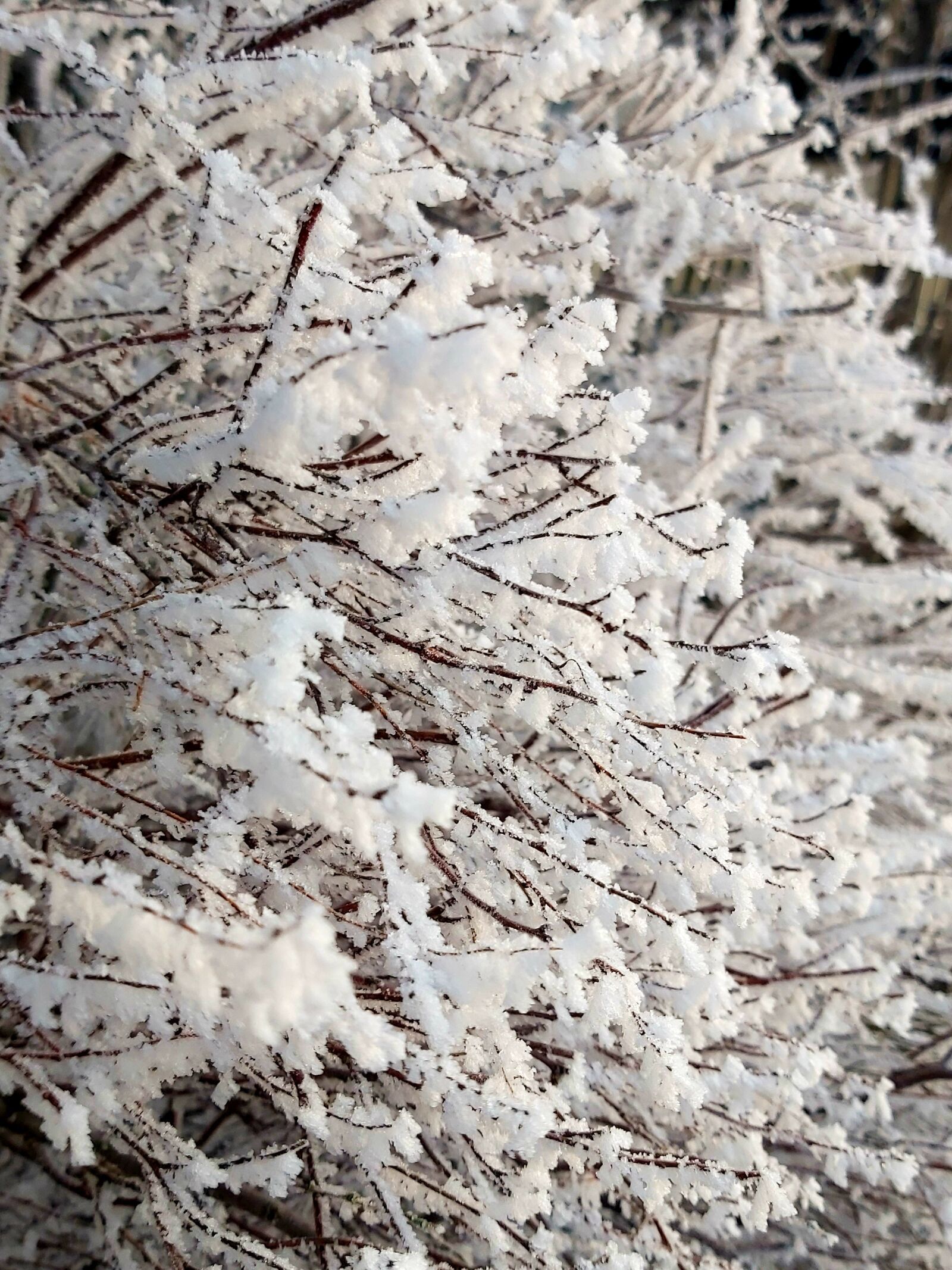 Samsung Galaxy A70 sample photo. Frost, winter, nature photography