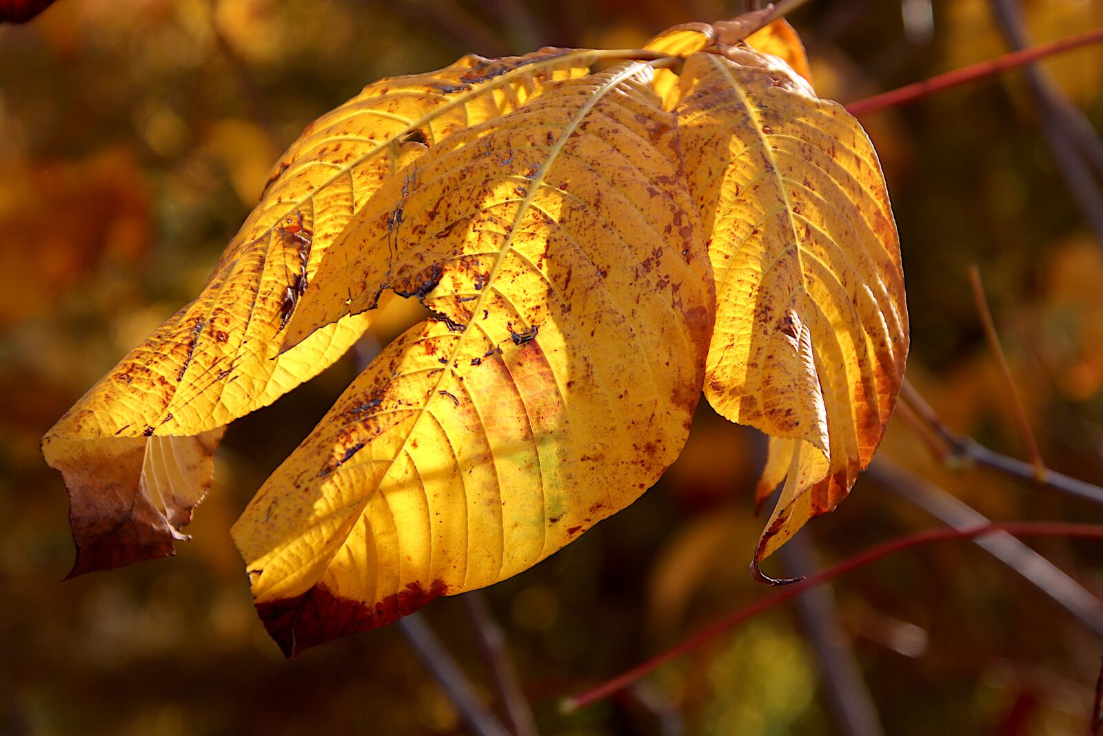 Canon EOS 800D (EOS Rebel T7i / EOS Kiss X9i) sample photo. Leaf, fall foliage, fall photography