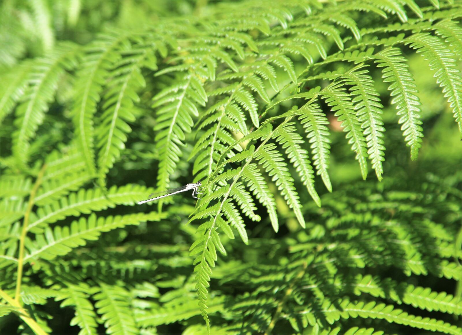Canon EOS 1300D (EOS Rebel T6 / EOS Kiss X80) + Canon EF 24-105mm F4L IS USM sample photo. Fern, nature, woodland photography