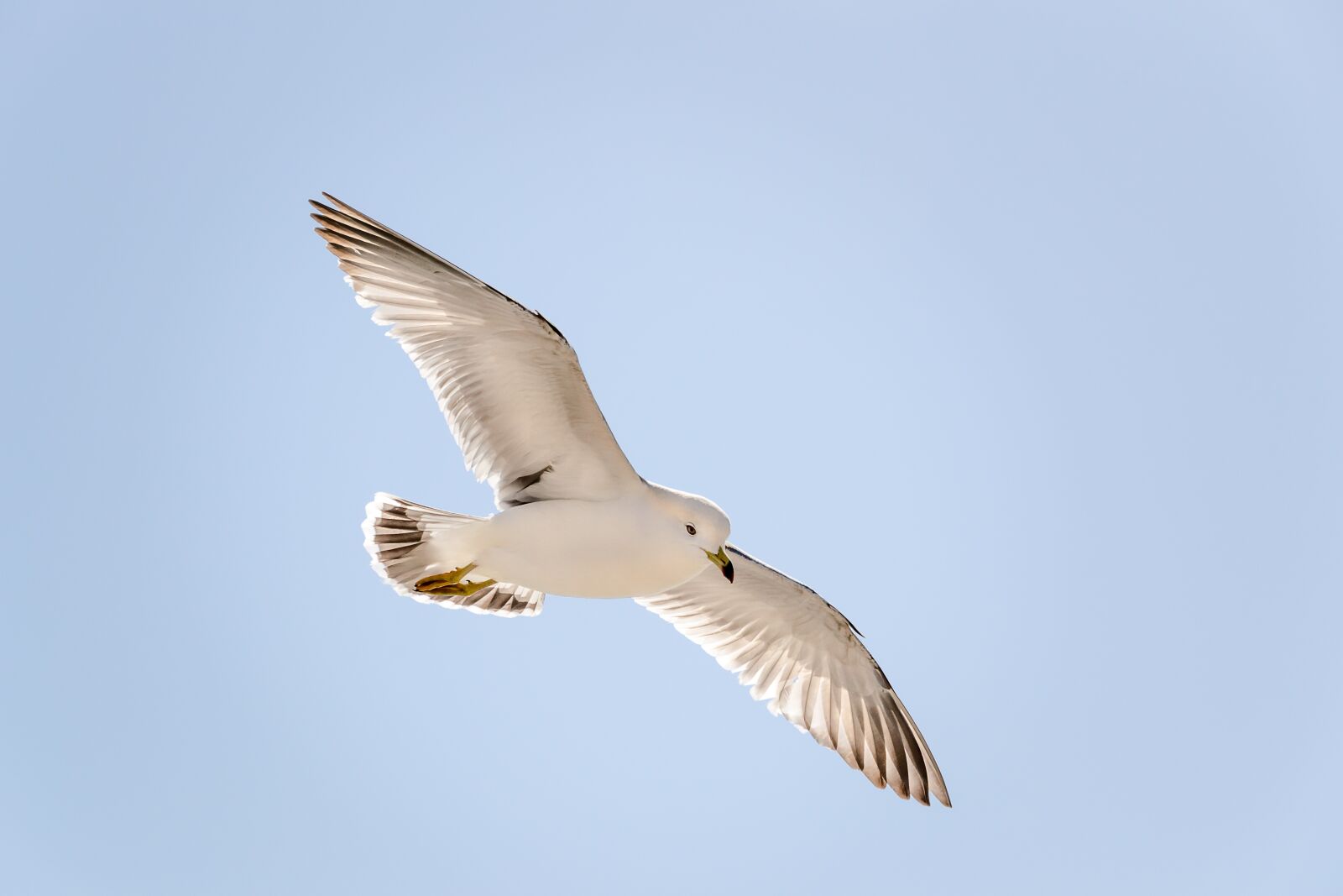 Nikon D3100 sample photo. Seagull, haeundae beach, korea photography