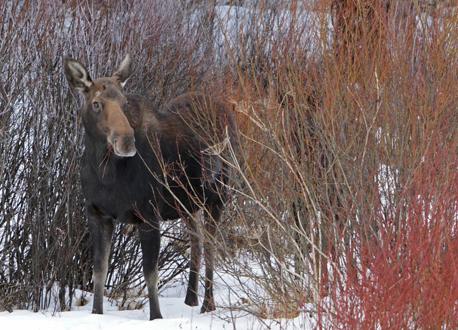 Canon EOS 7D sample photo. Moose, cow, female photography