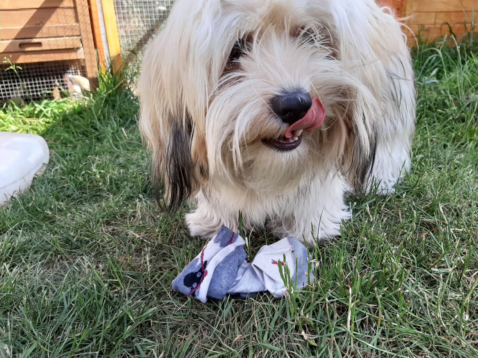 Samsung Galaxy A50 sample photo. Havanese, dog, sock photography