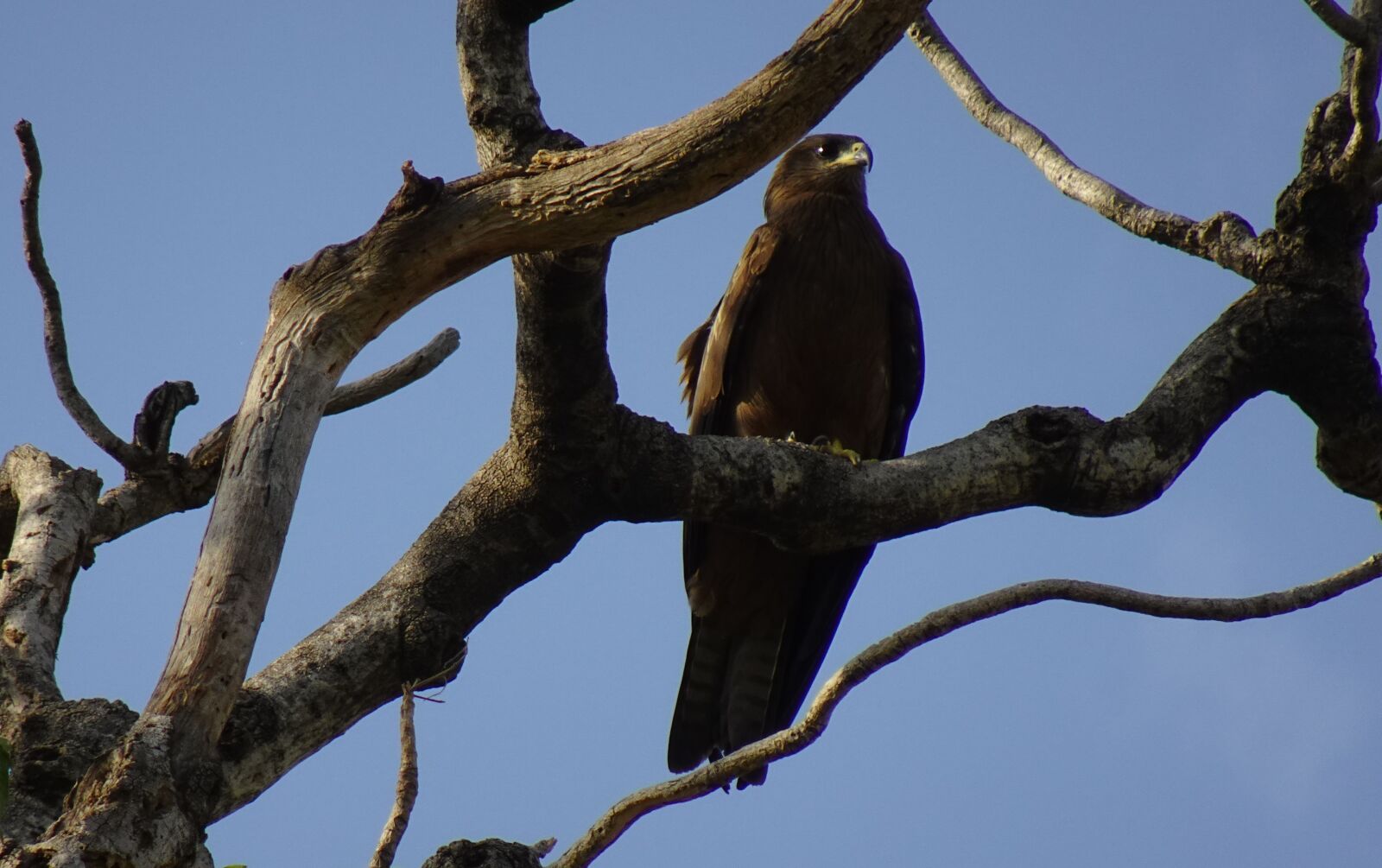 Sony DSC-WX800 sample photo. Bird, kite, black kite photography