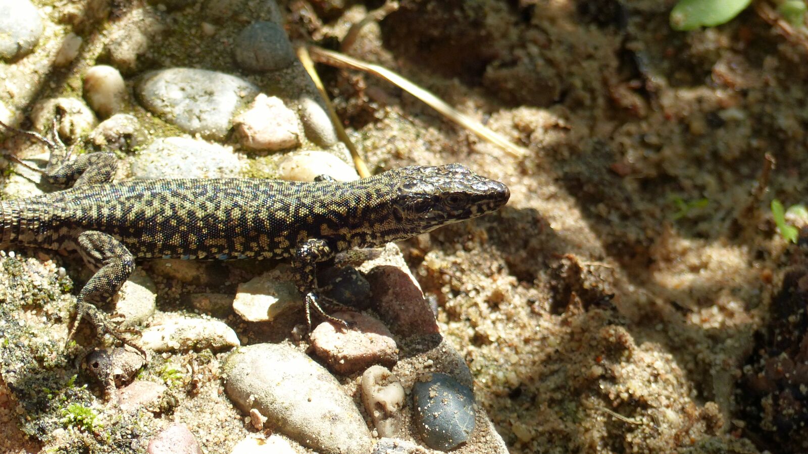 Panasonic Lumix DMC-FZ200 sample photo. Animal, garden, lizard photography